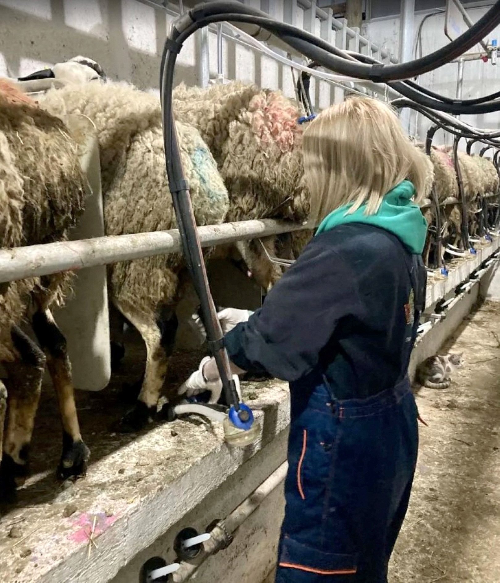 Around 180 sheep can be milked per hour in the DeLaval parlour on Avdanas farm.