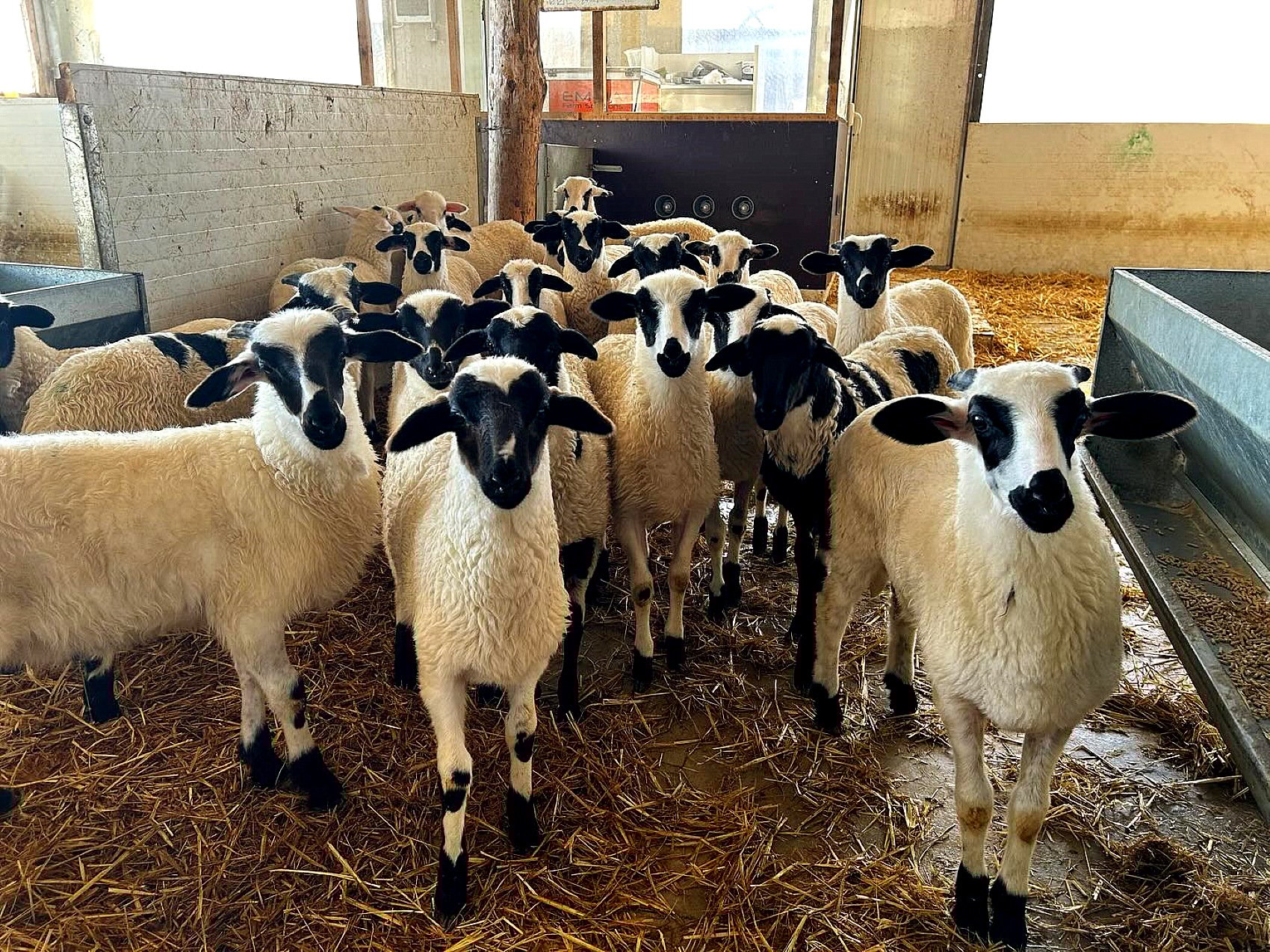 Lambs are kept in different age groups for feeding purposes.