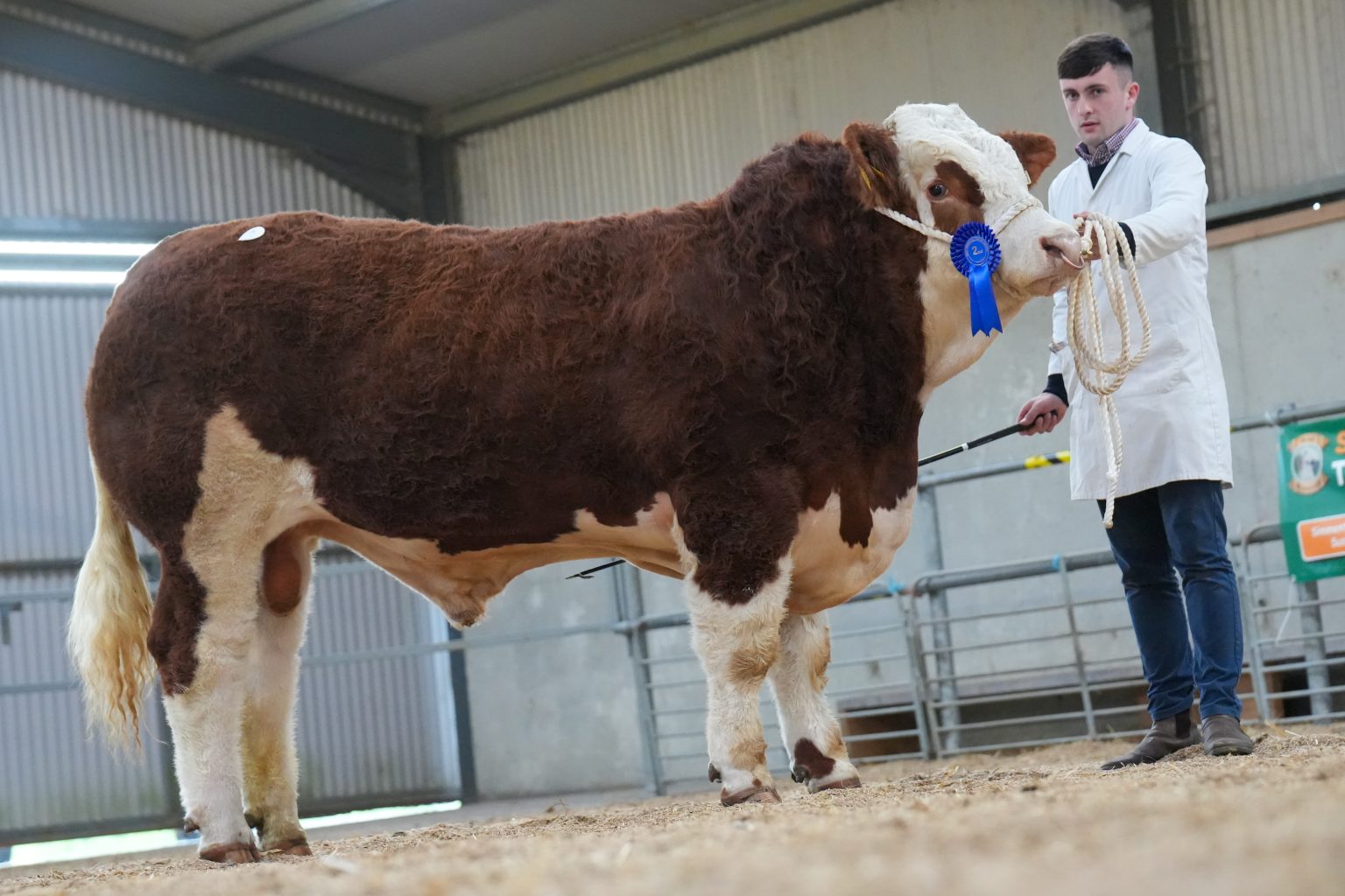 Lot 2 Ardunsaghan Paddy sold for €3,500 for the Connolly Family, Carrigallen, Co. Leitrim
