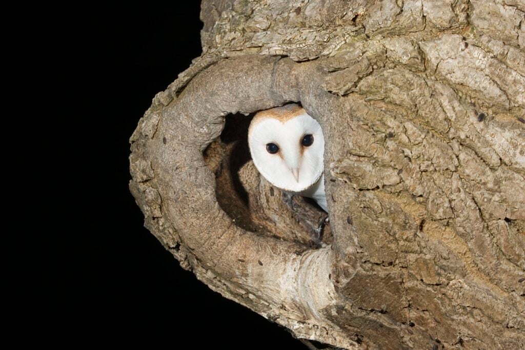 Barn owl in ash tree nest