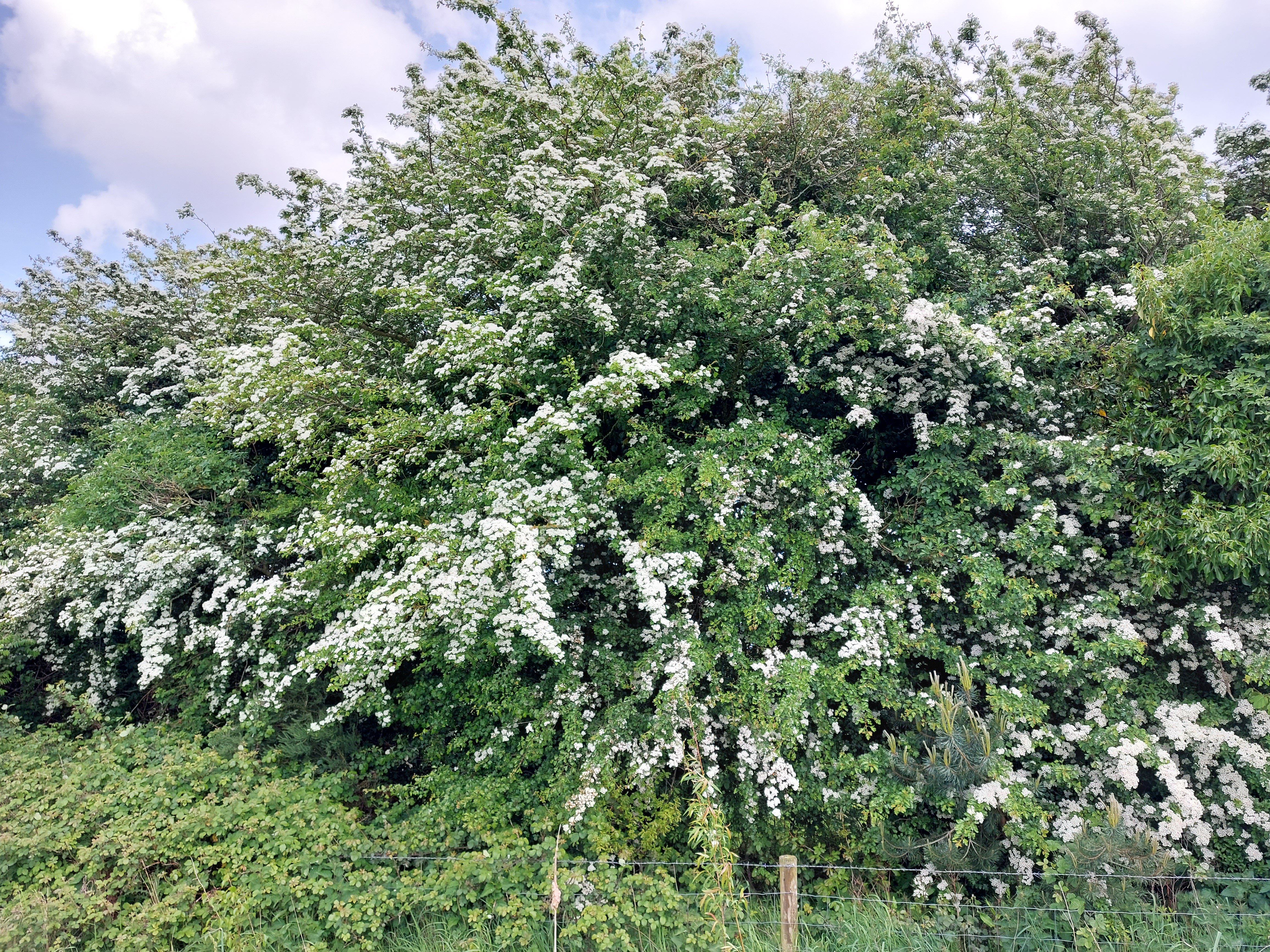 Whitethorn/hawthorn. Image Source: Ruth Wilson