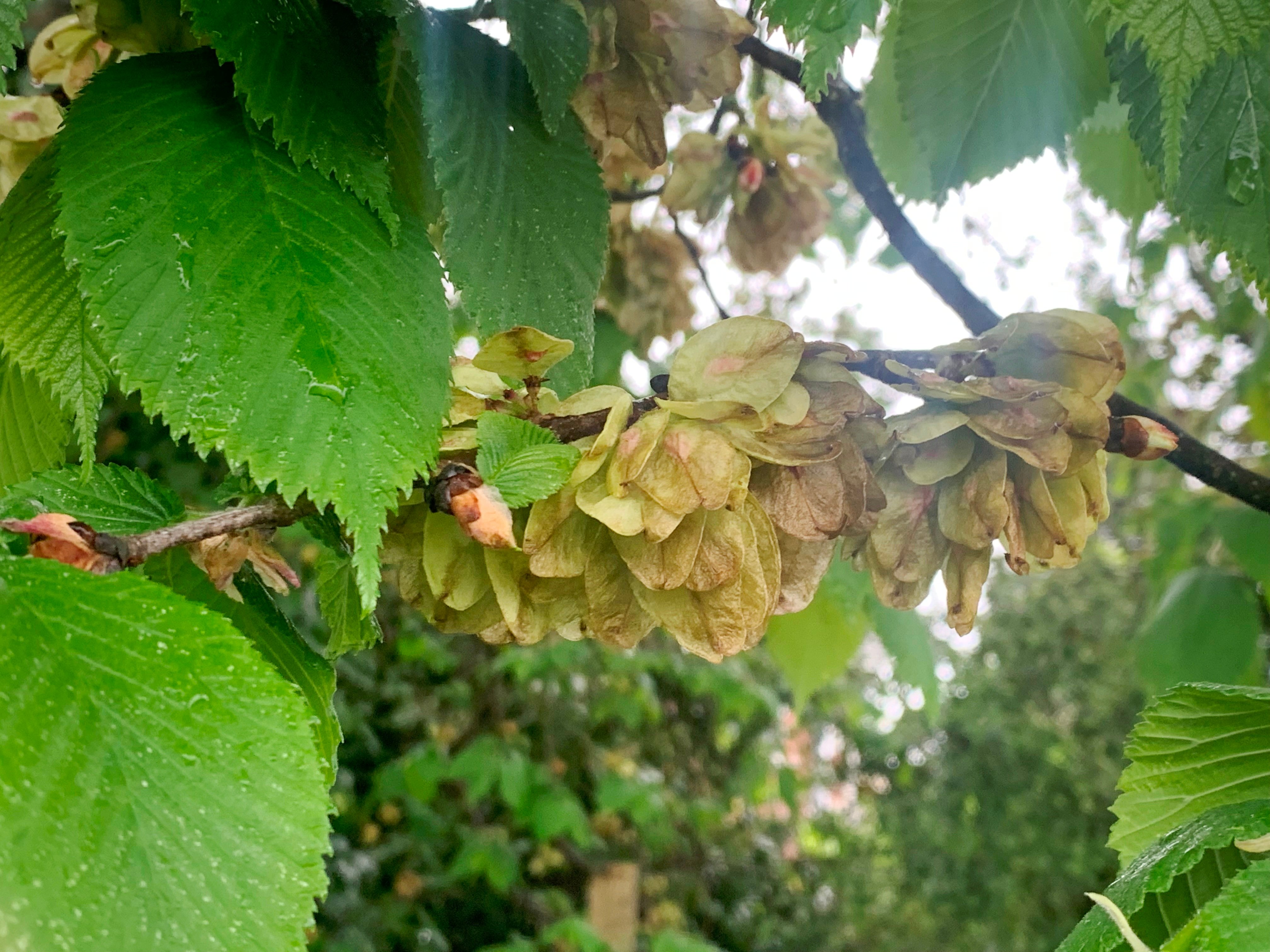 Elm seeds fast reaching maturity