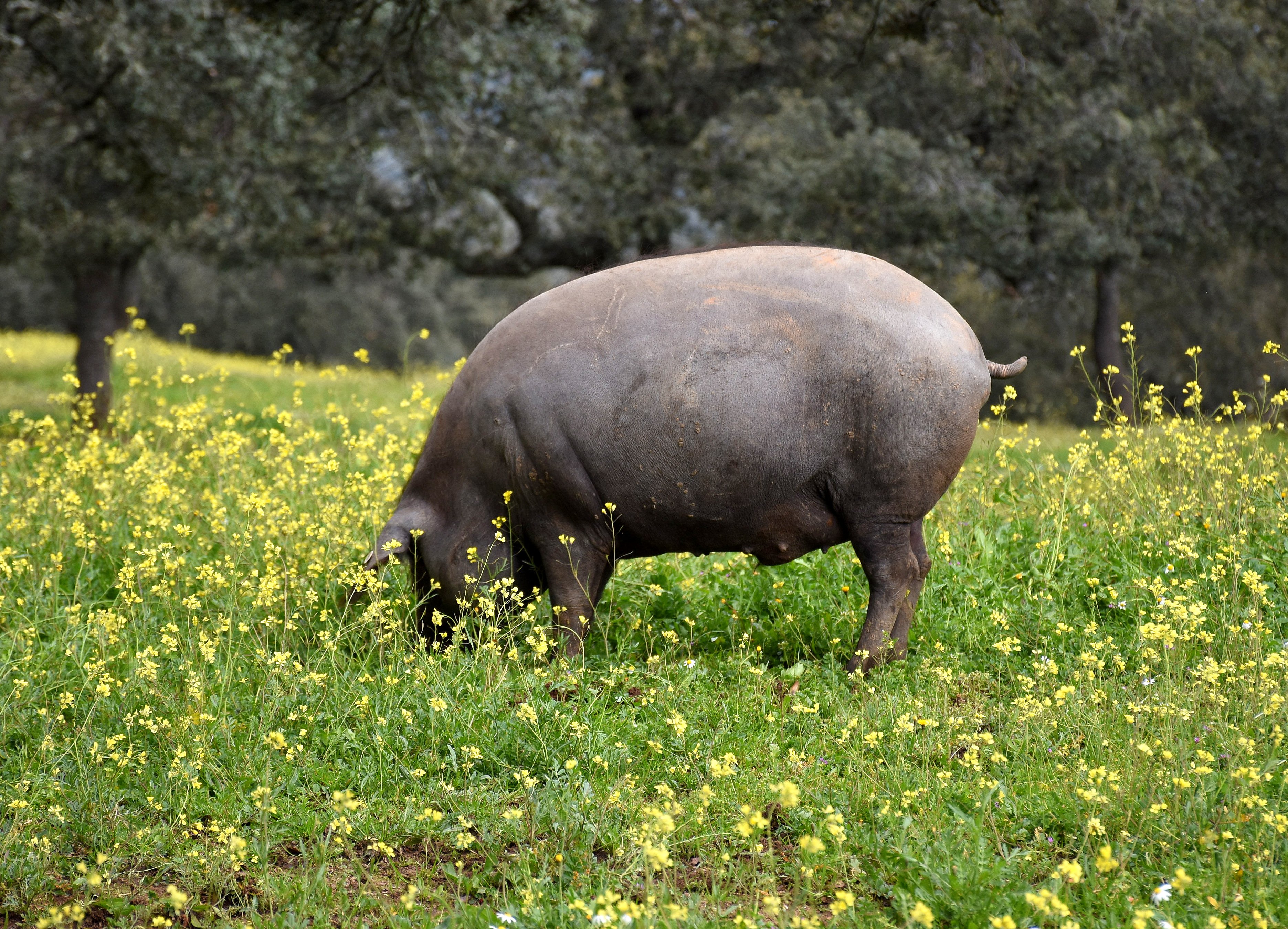 The pigs are slaughtered around 160kgs to 190kg liveweight