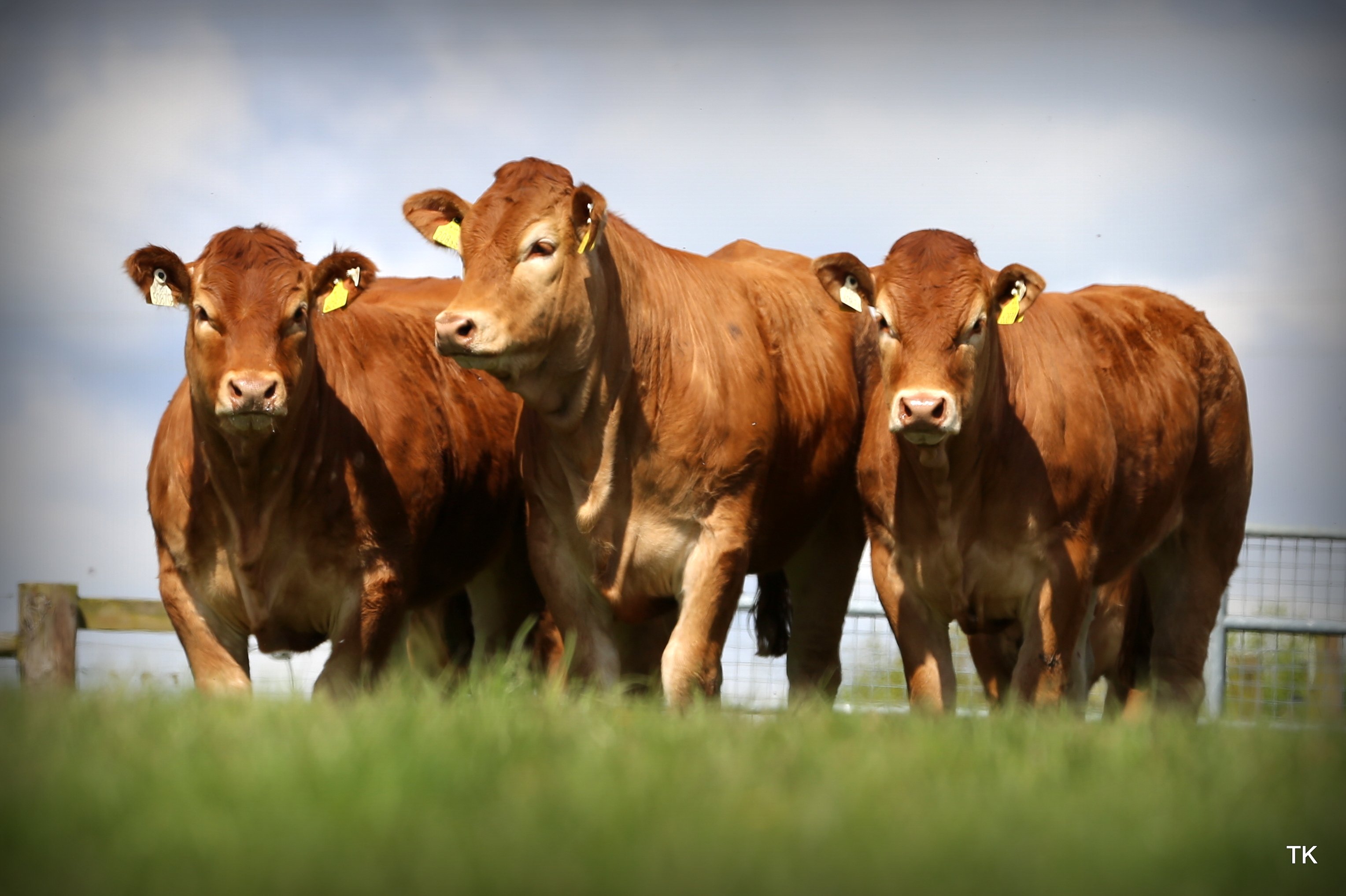 Tom Bailey's pedigree limousin heifers