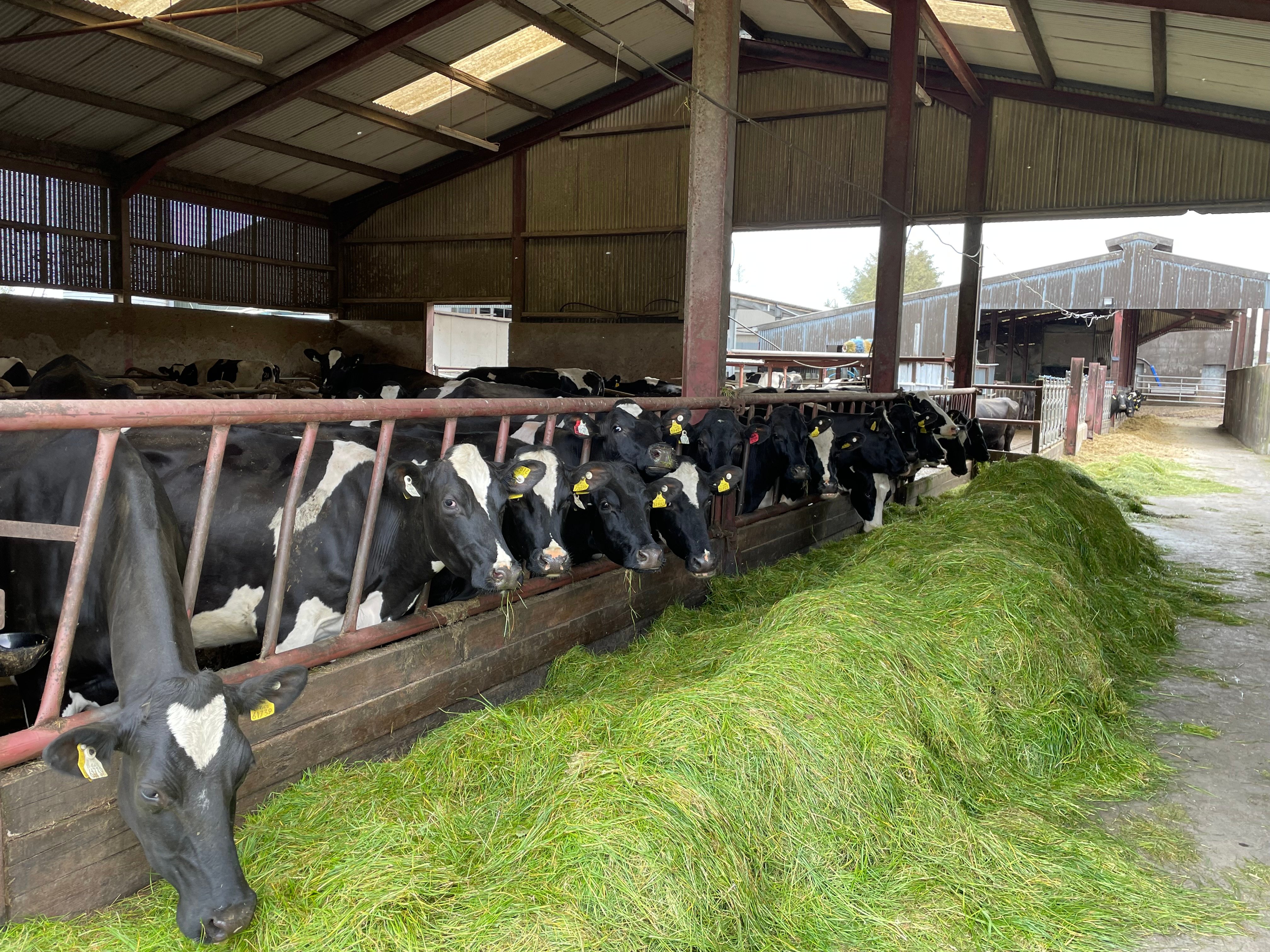 Fresh grass is fed to the milk cows