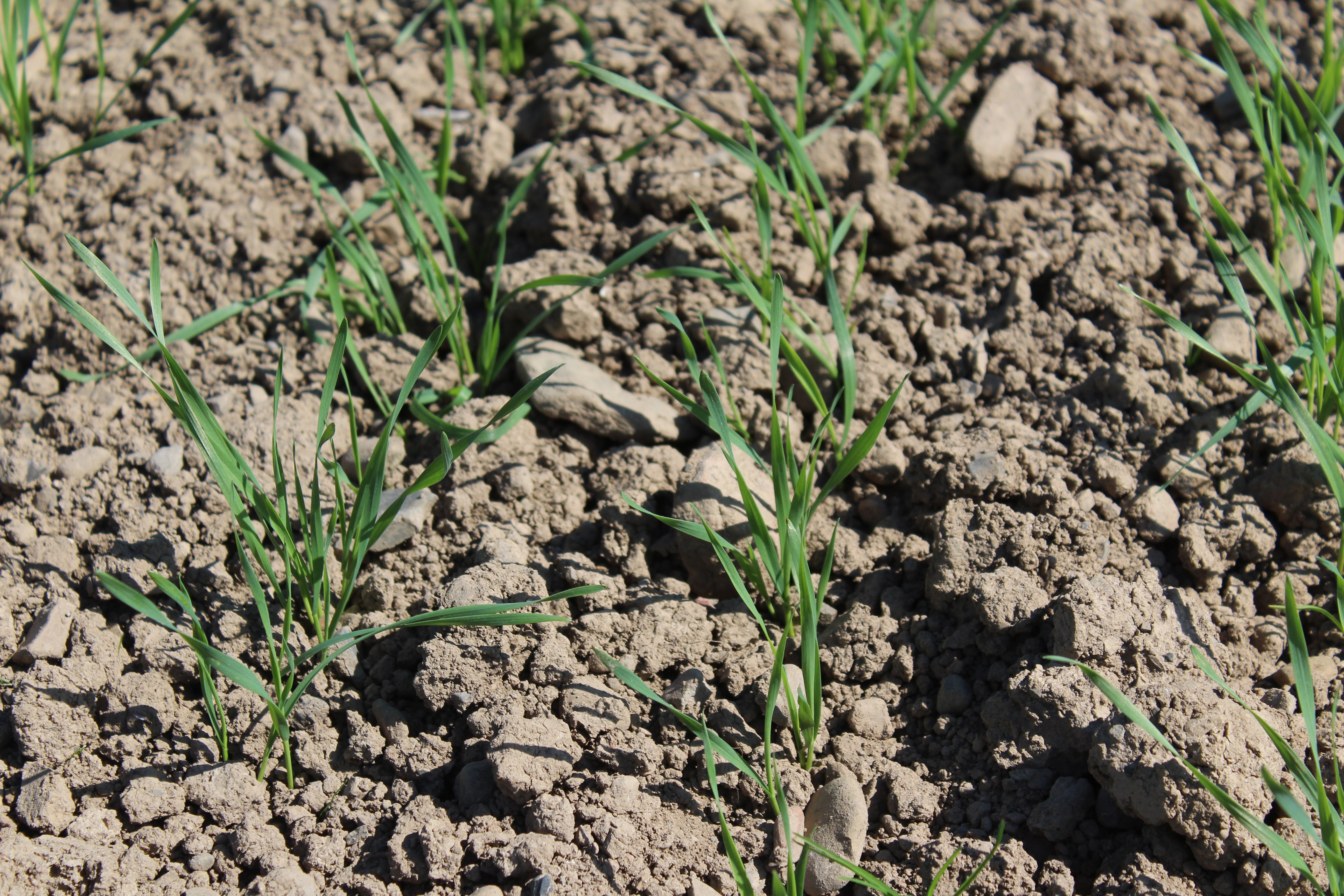 Counting plant numbers in all spring crops is very important right now