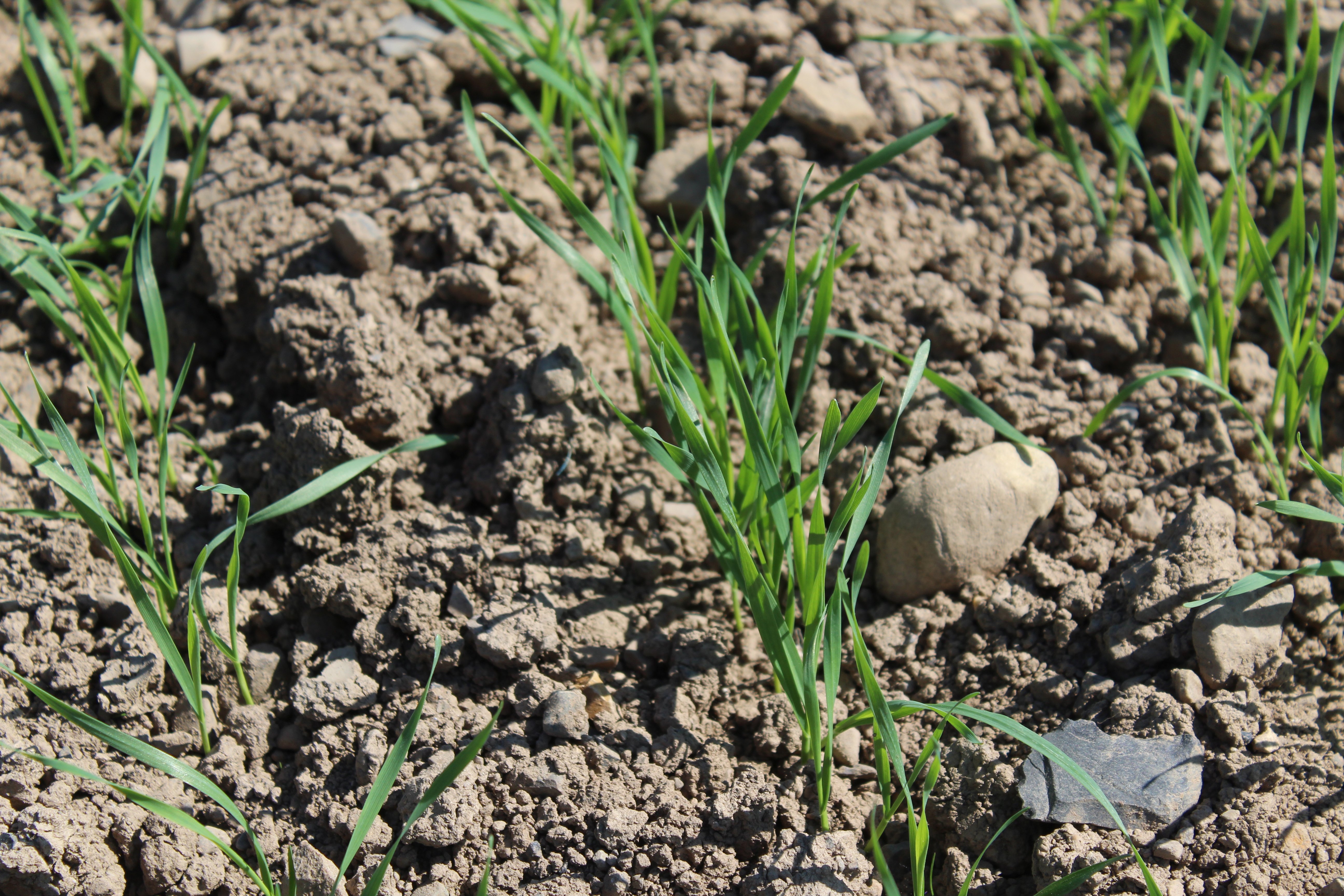 Spring wheat on the north Co. Dublin farm of Bertie and Martin Ennis