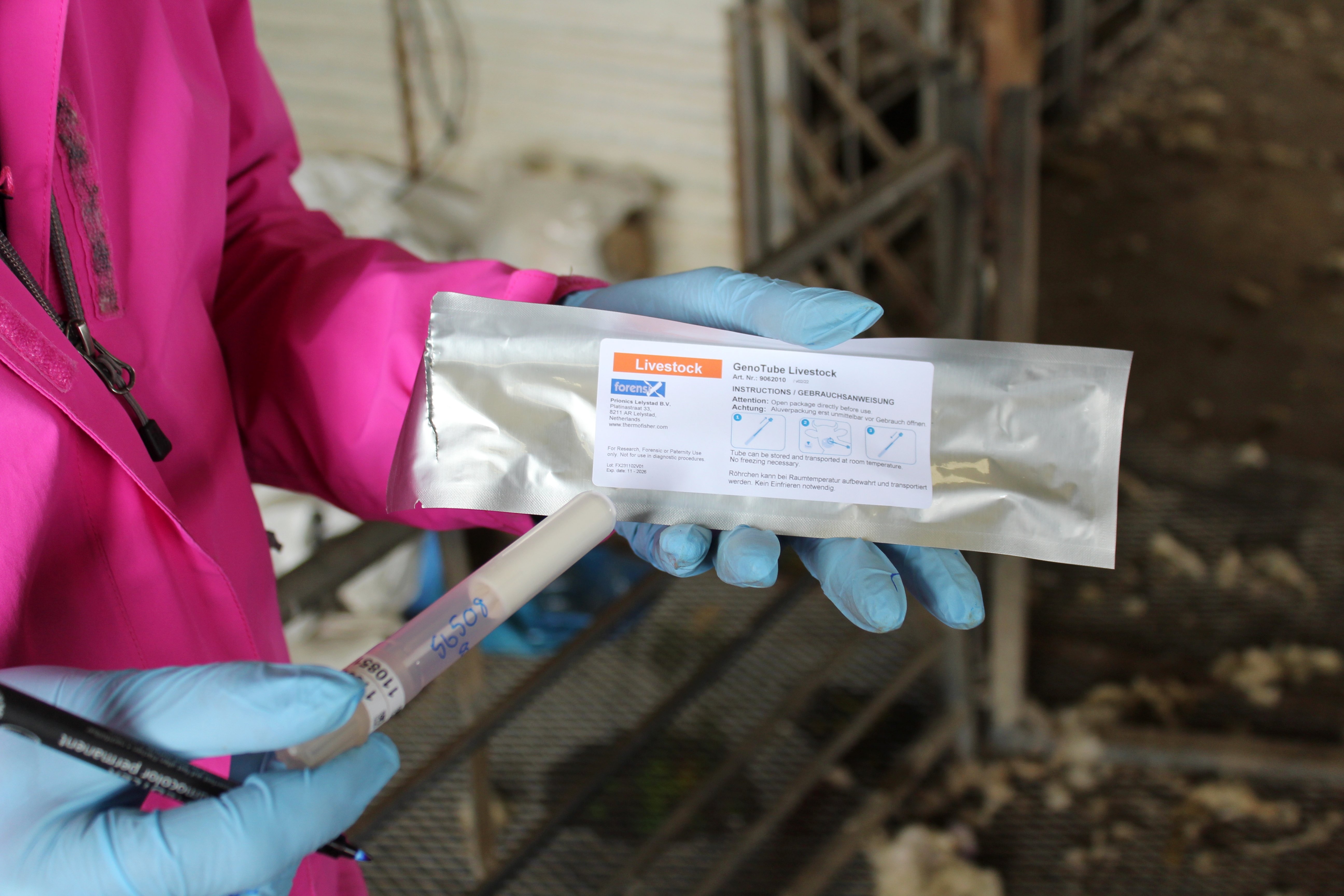Nasal swabs allow the effective genotyping of sheep