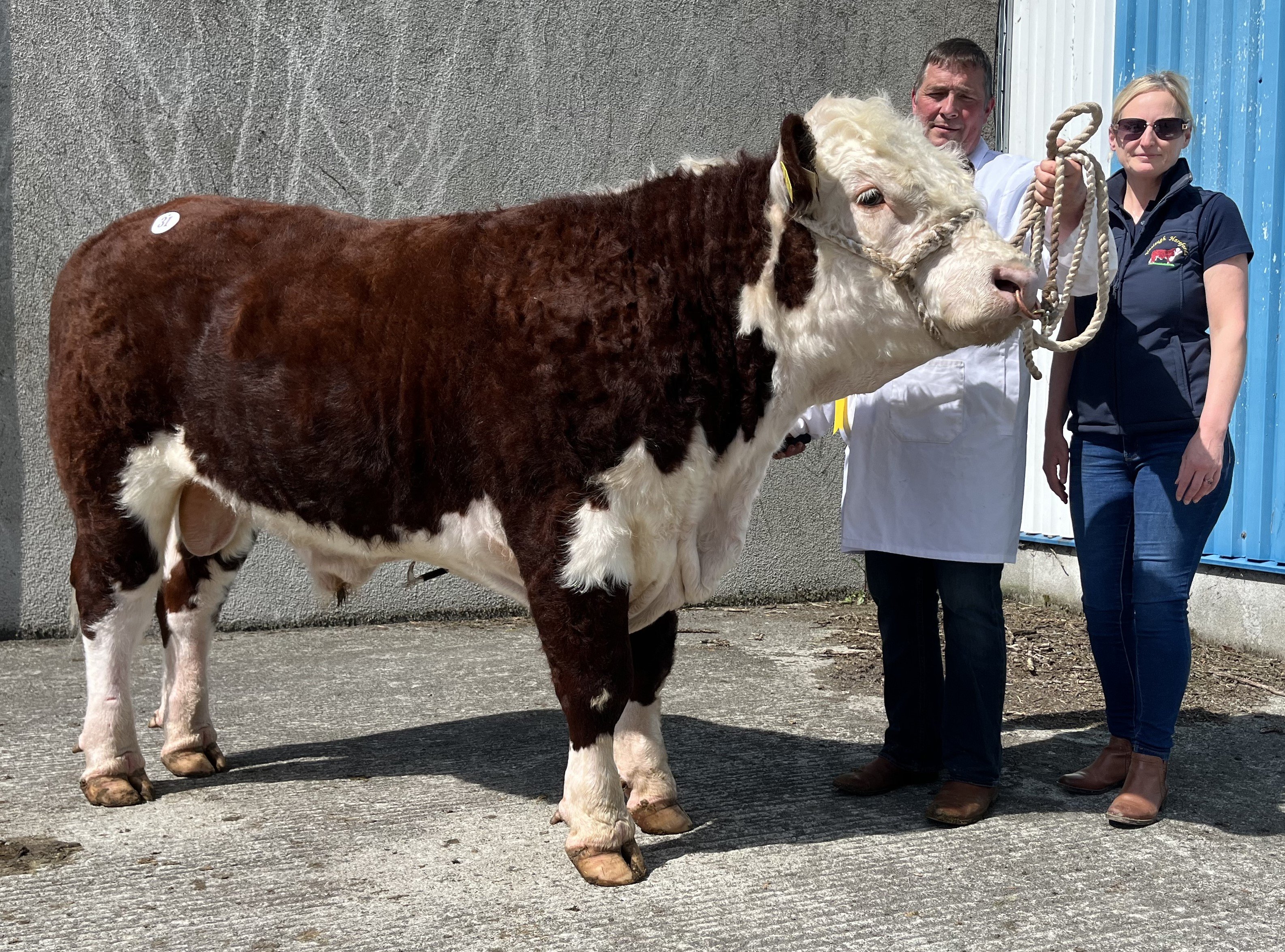 Lot 31 Glaslough Admiral sold for €3,800. (L-r): Breeders Nigel and Theola Heatrick