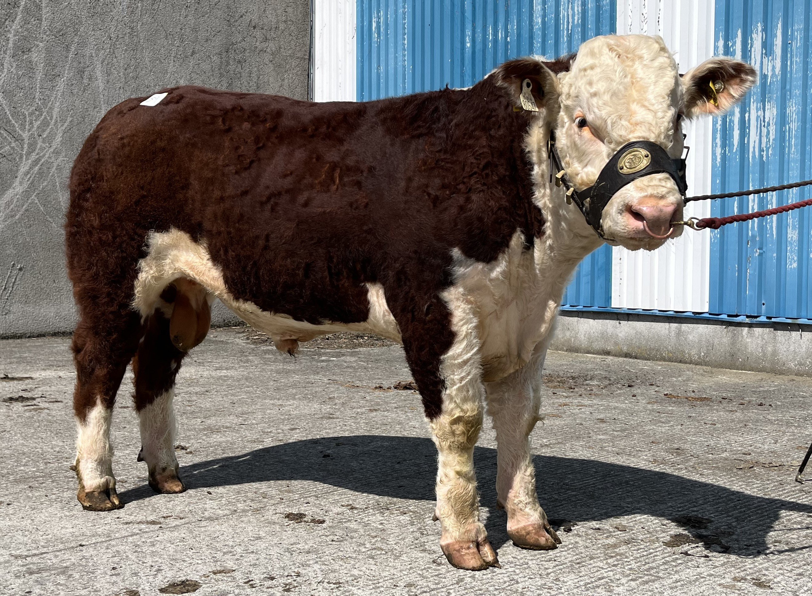 Moyclare Wizard sold for €3,500