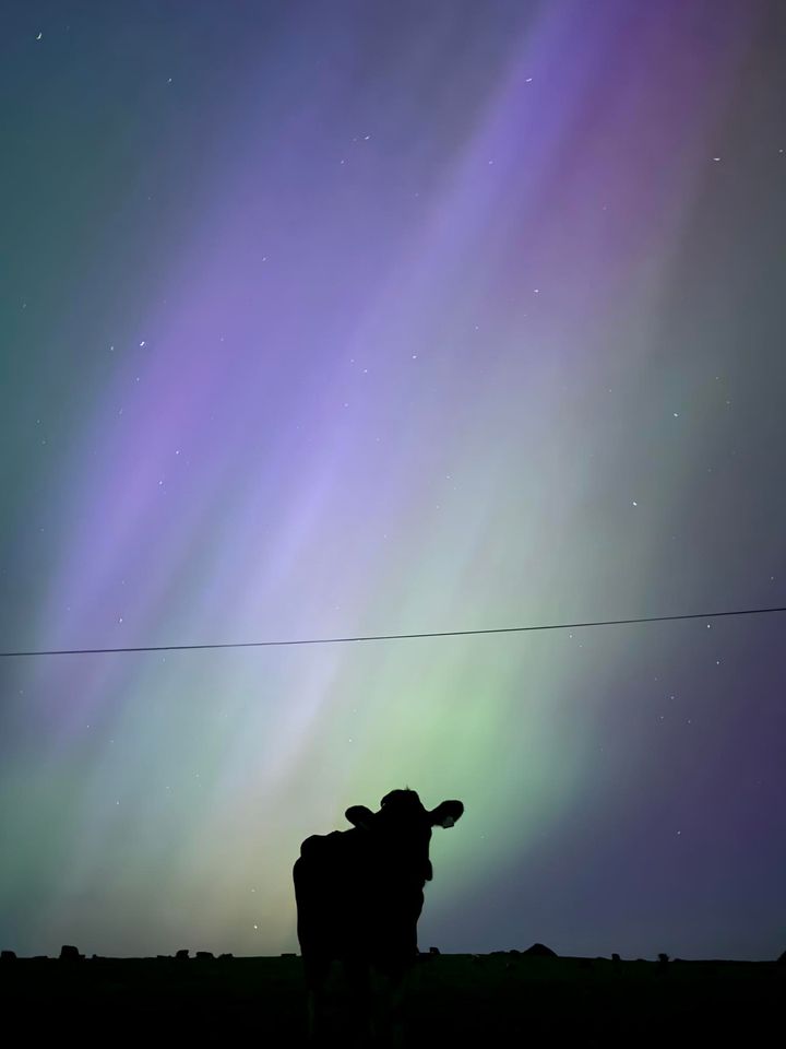 Image source: Shane Treacy