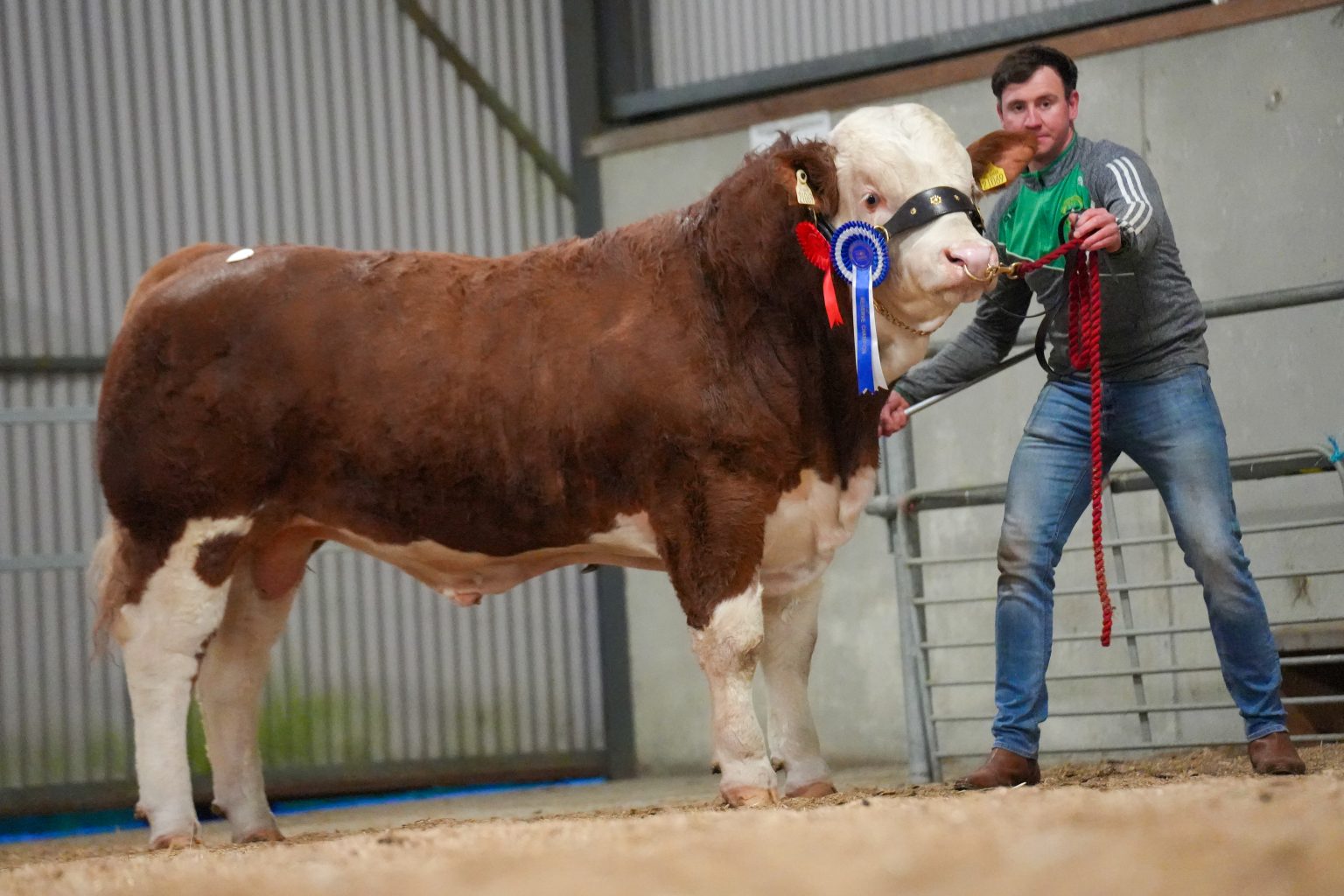 The reserve champion went to Lot 26 Parknakyle Roddy