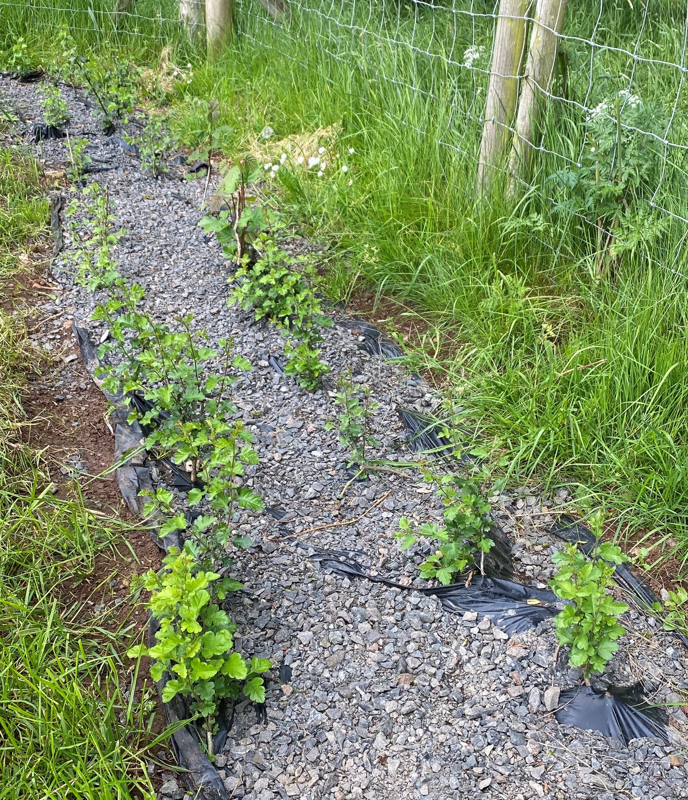 Mixed species hedgerow planted in January 2024 by the Level 3 students, showing the use of compostable film as weed control to help the hedge get established. Image source: CAFRE