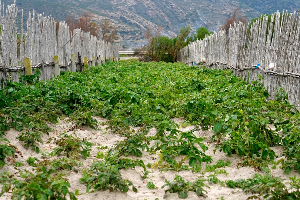 The Ramli agricultural systems of Ghar El Melh, Tunisia allow farmers to grow crops all year round in sandy beds Source: FAO
