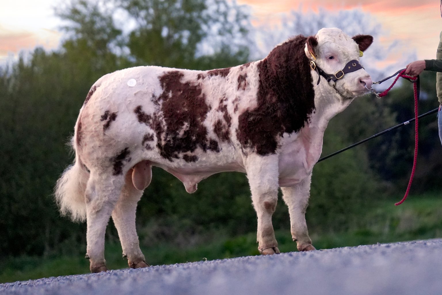 The second-highest price in the sale was €5,000, received by Nigel Hogan from Bennykerry, Co. Carlow for Rathnashan Randy