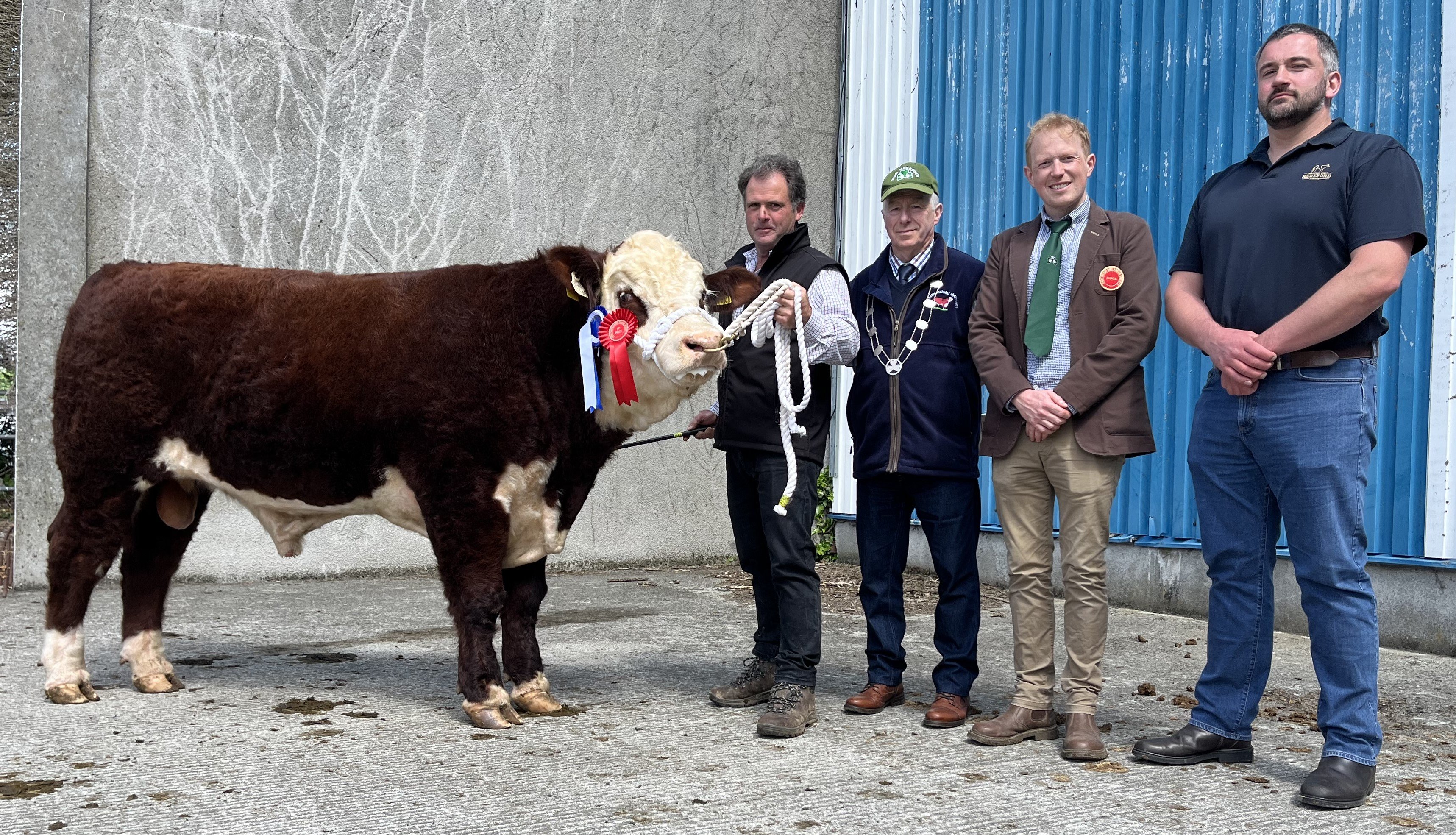 Reserve Champion Gouldingpoll 1 Acorn sold for €4,400. (L-r): Breeder Matthew Goulding; IHBS president John Boddy; judge Edward Dudley and Sponsor Tennyson Egar from IHPrime