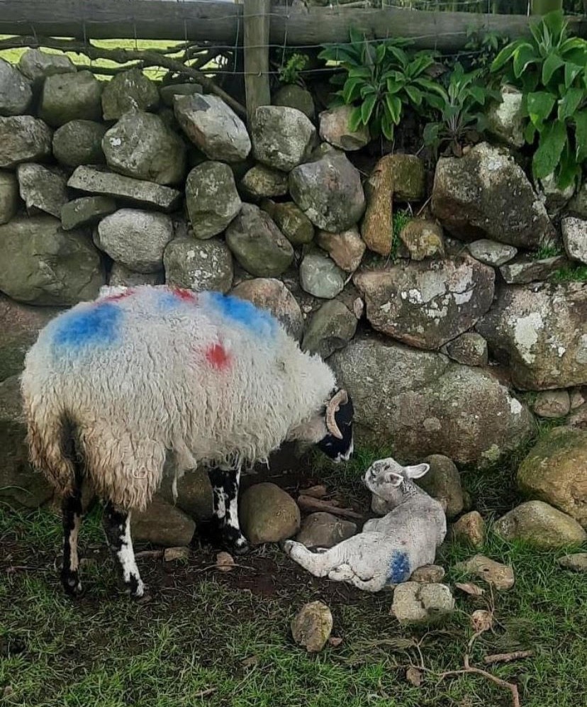 Some lambs were seriously injured in dog attack. Image Source: Louth County Council