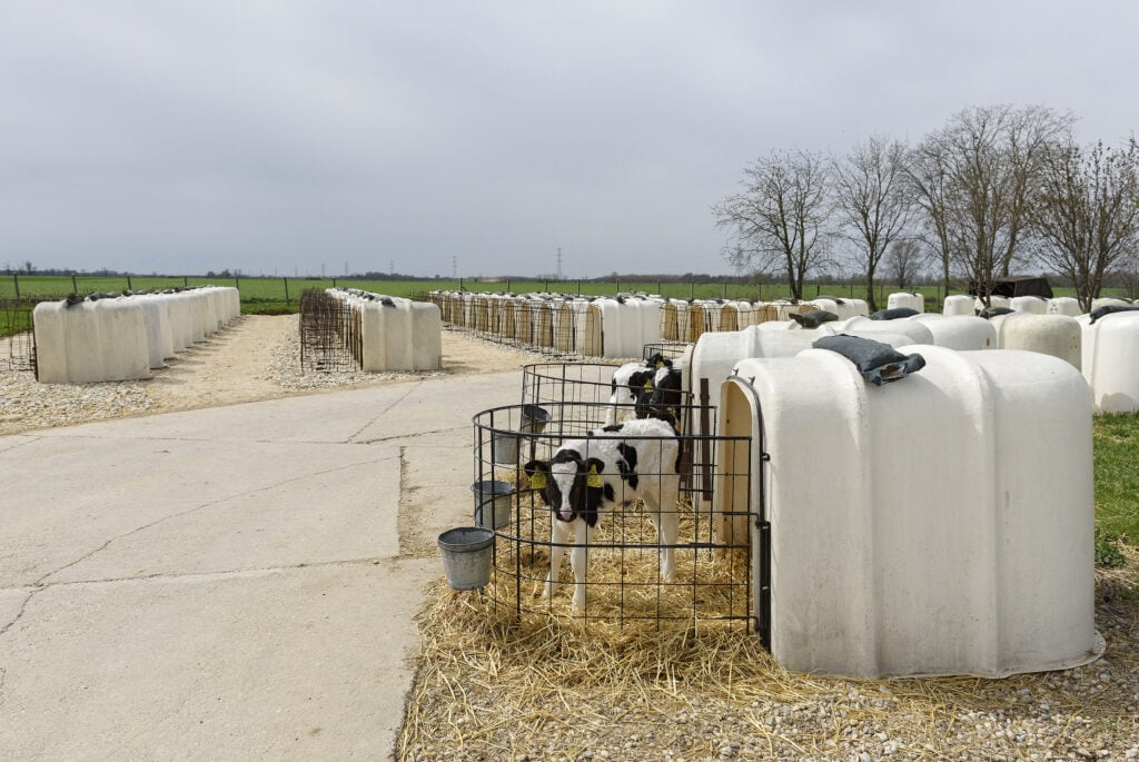 Calvers are kept indivually in hutches for the first few weeks
