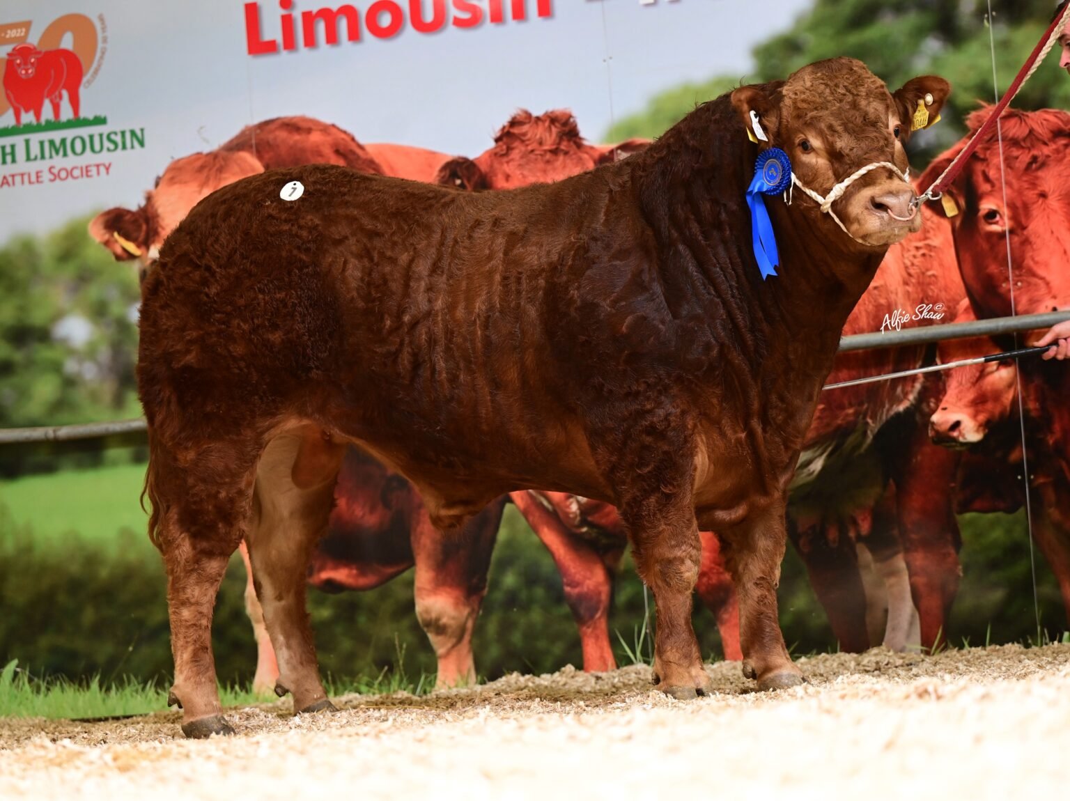 Rutland Tyson sold for €6,200