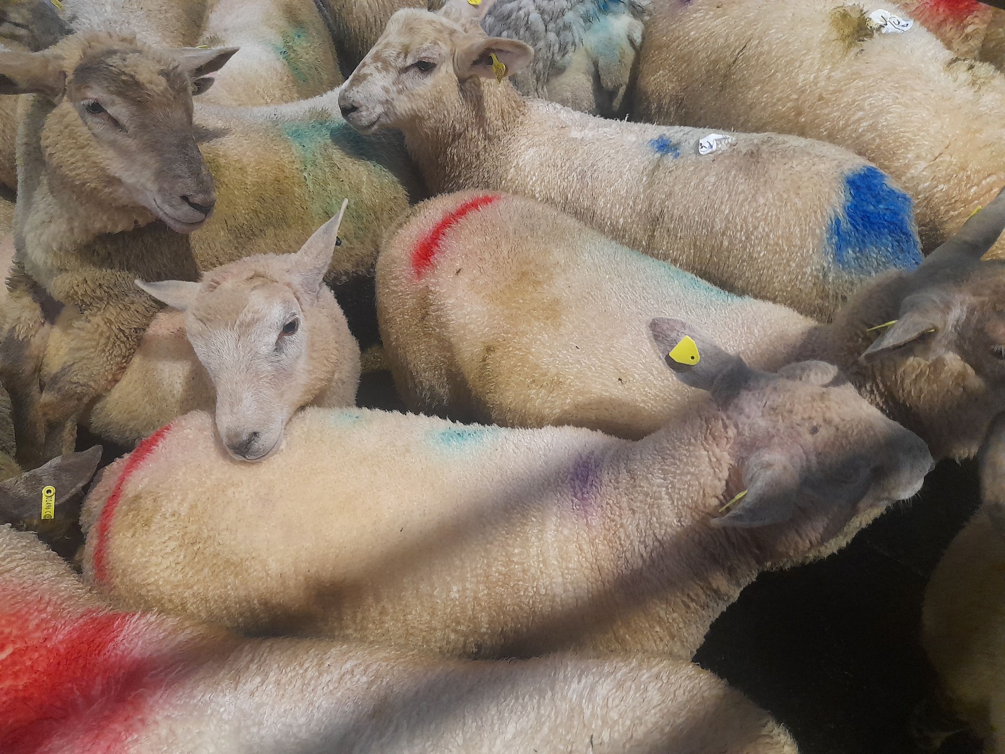These 45kg lambs sold for €224 each Source: Aurivo Livestock Mart Ballymote