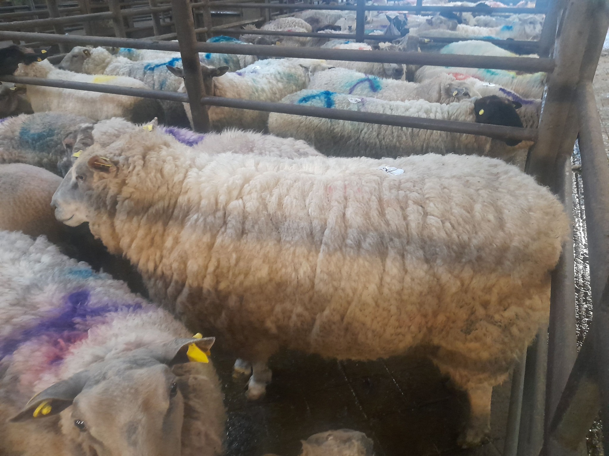 Cull ewe at 144kg sold for €300 Source: Aurivo Livestock Mart Ballymote