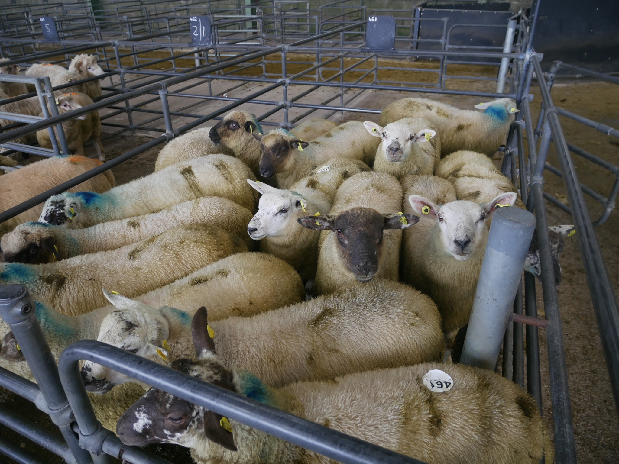 Source: Blessington Mart