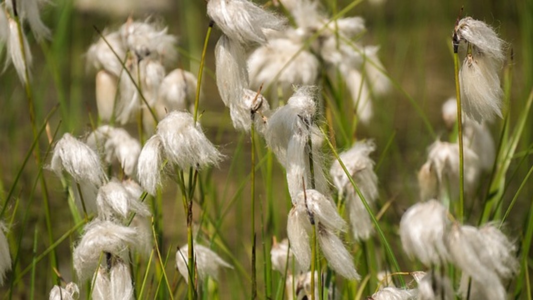 Cottongrass source: Pixabay