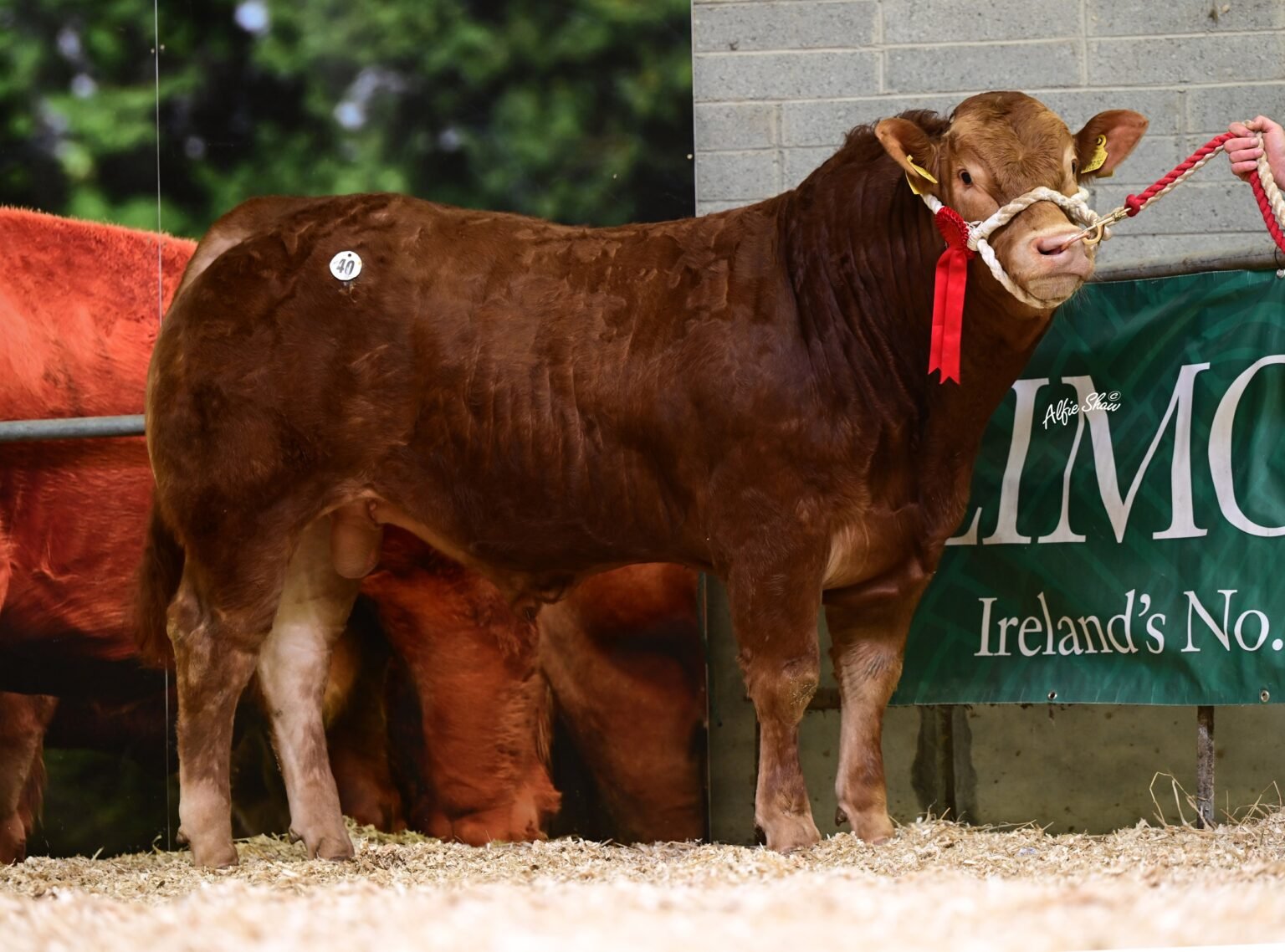 Ballyline U-40825 sold for €6,500