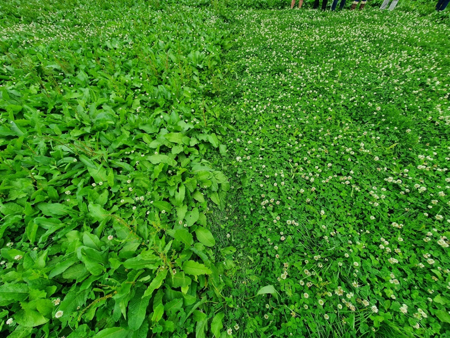 The area to the right was sprayed with ProClovaXL in April 2022