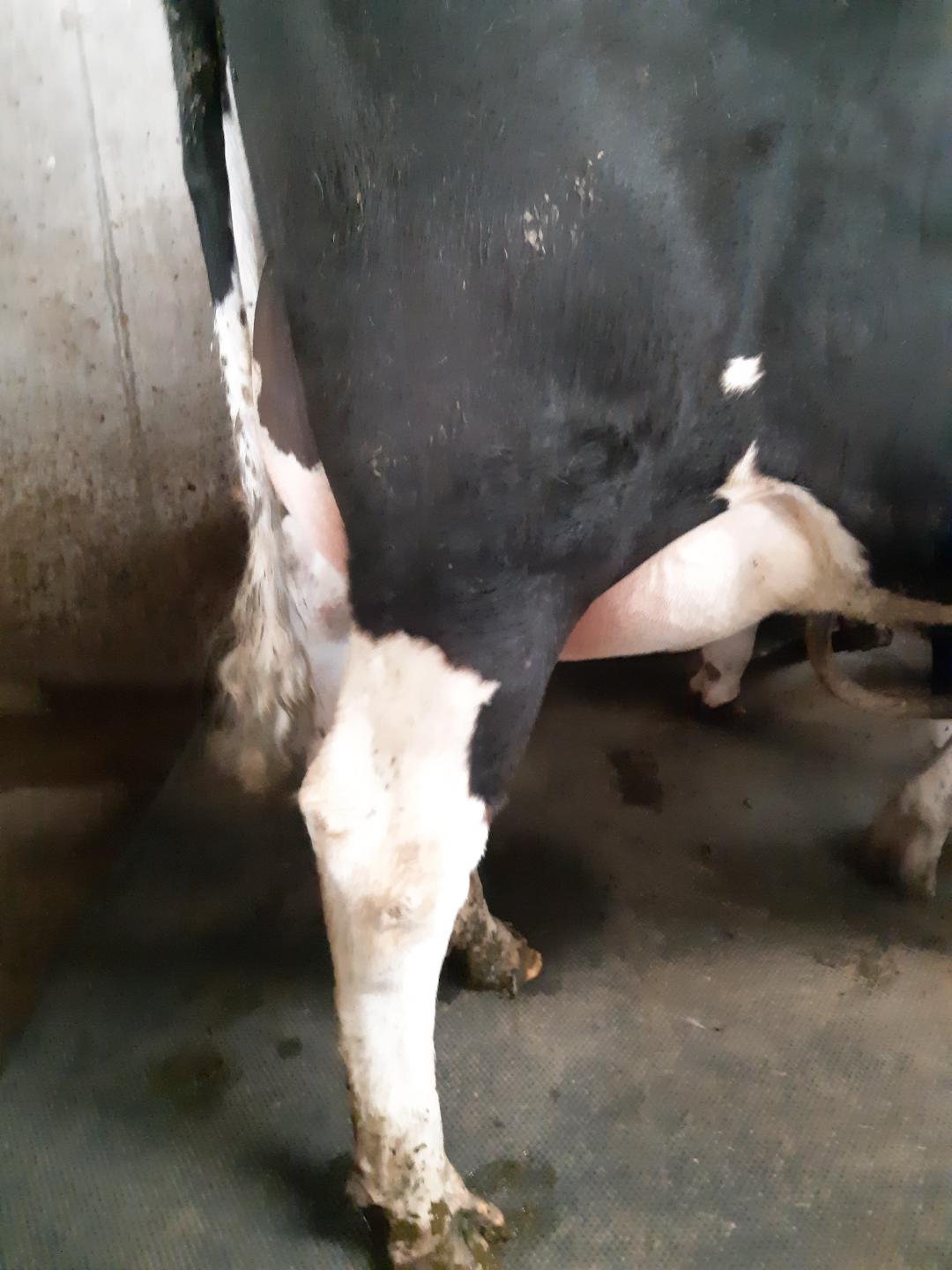 Lot 11 from Mervyn Eager’s herd is a calved heifer from the KHW Regiment Apple (EX96-USA) family Source: Taaffe Auctions