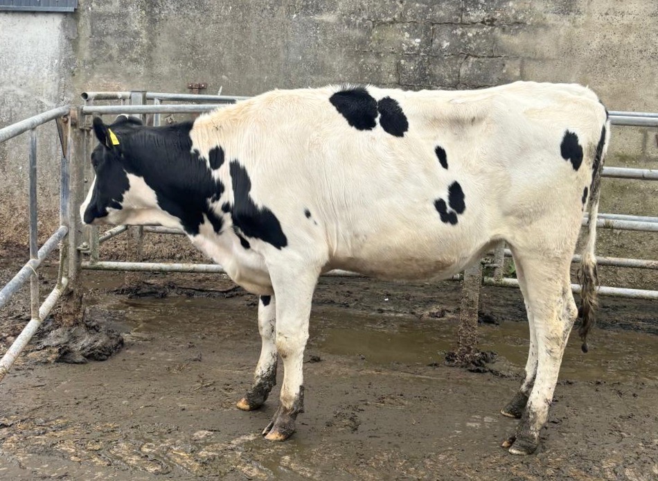 Lot 152 was a King Doc daughter pregnant to sexed Bullseye and due at the end November Source: Taaffe Auctions