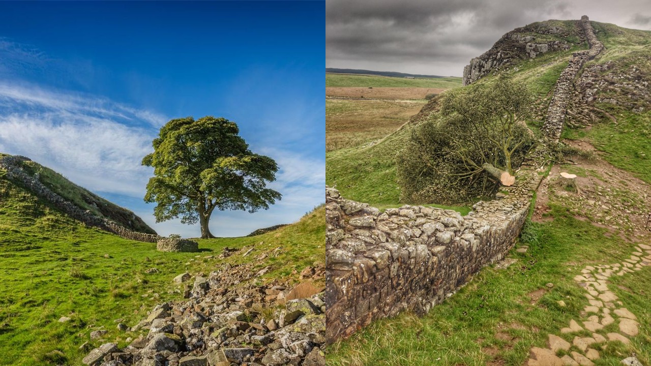 Syacamore gap tree before being cut and after Source: Northumbria Police