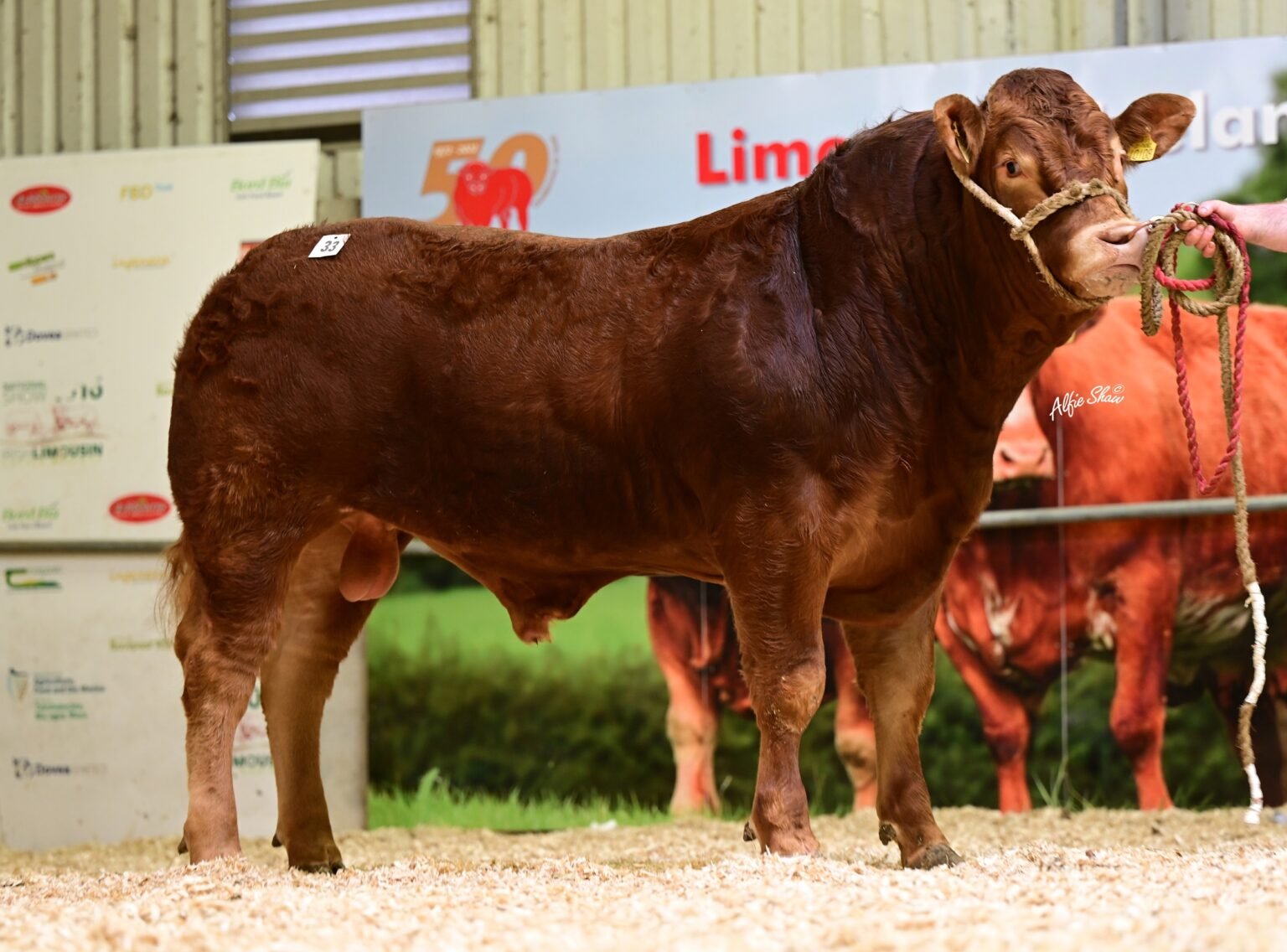 Stragheglin Ulster sold for €5,200