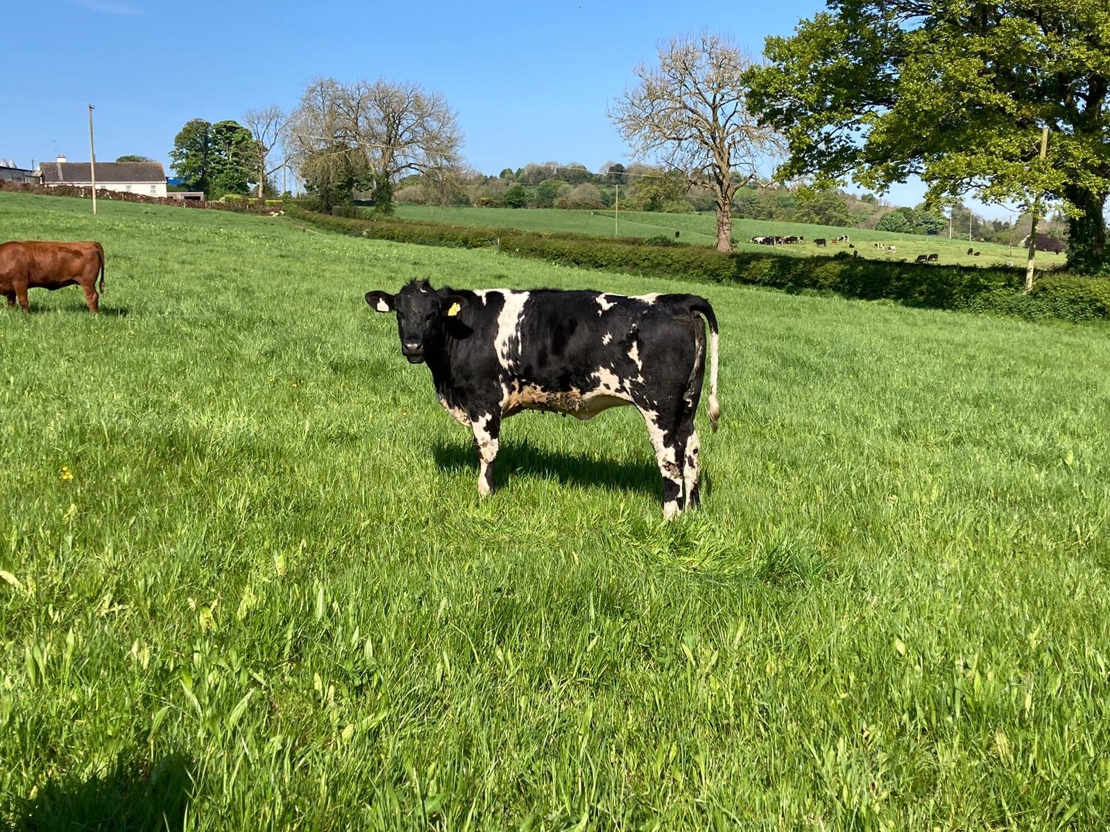 Heifers grazing the MSS on the ABP Demo Farm