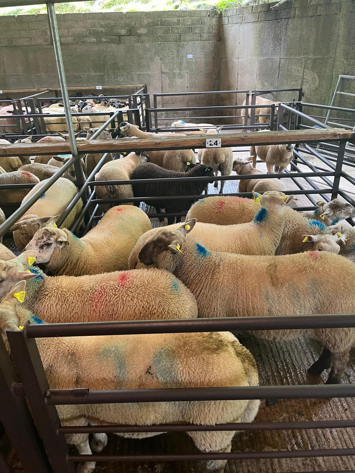The top selling spring lambs at Dowra Mart Source: Dowra Mart Ltd