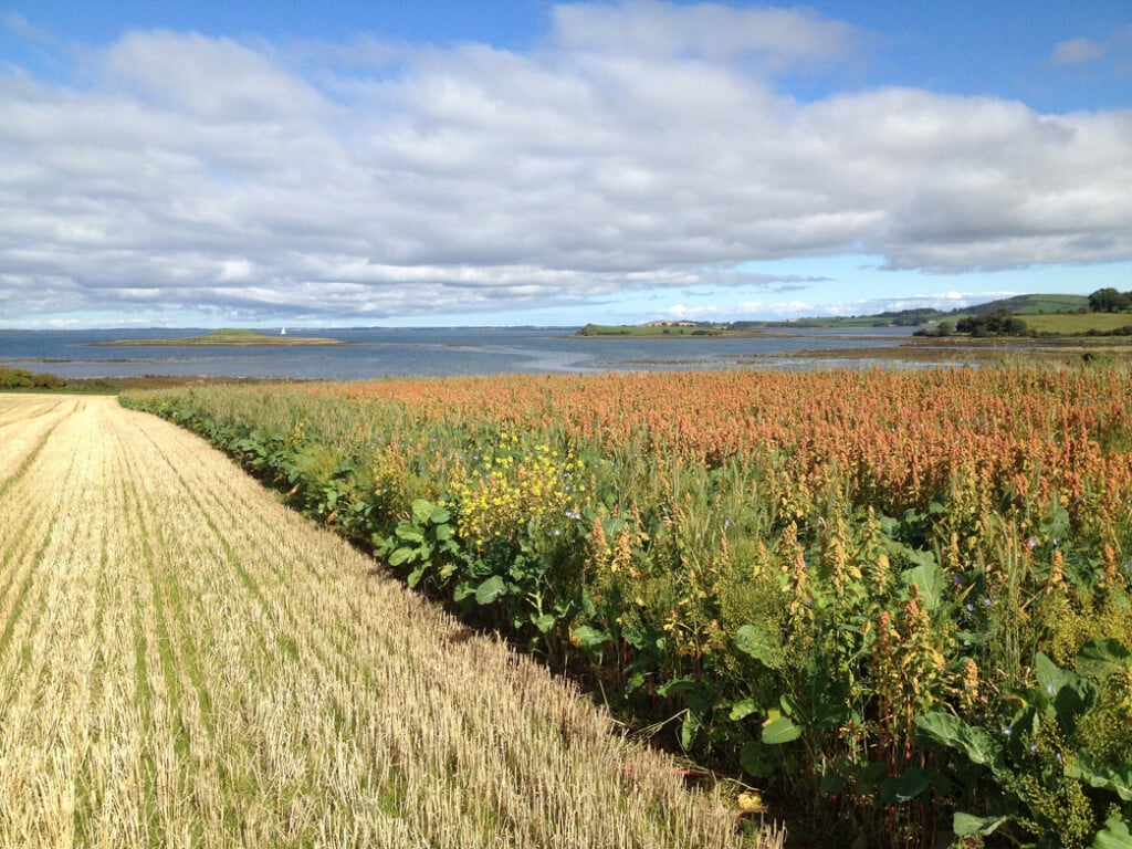 Sandford's arable farm