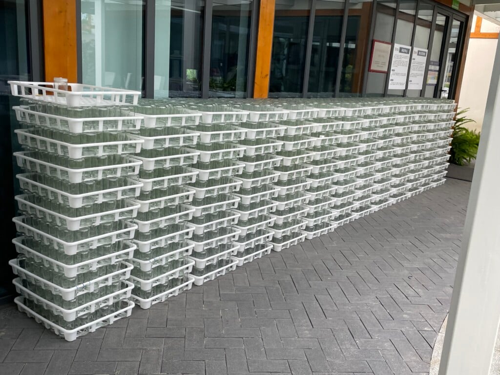 Propagating trays for blueberry plants