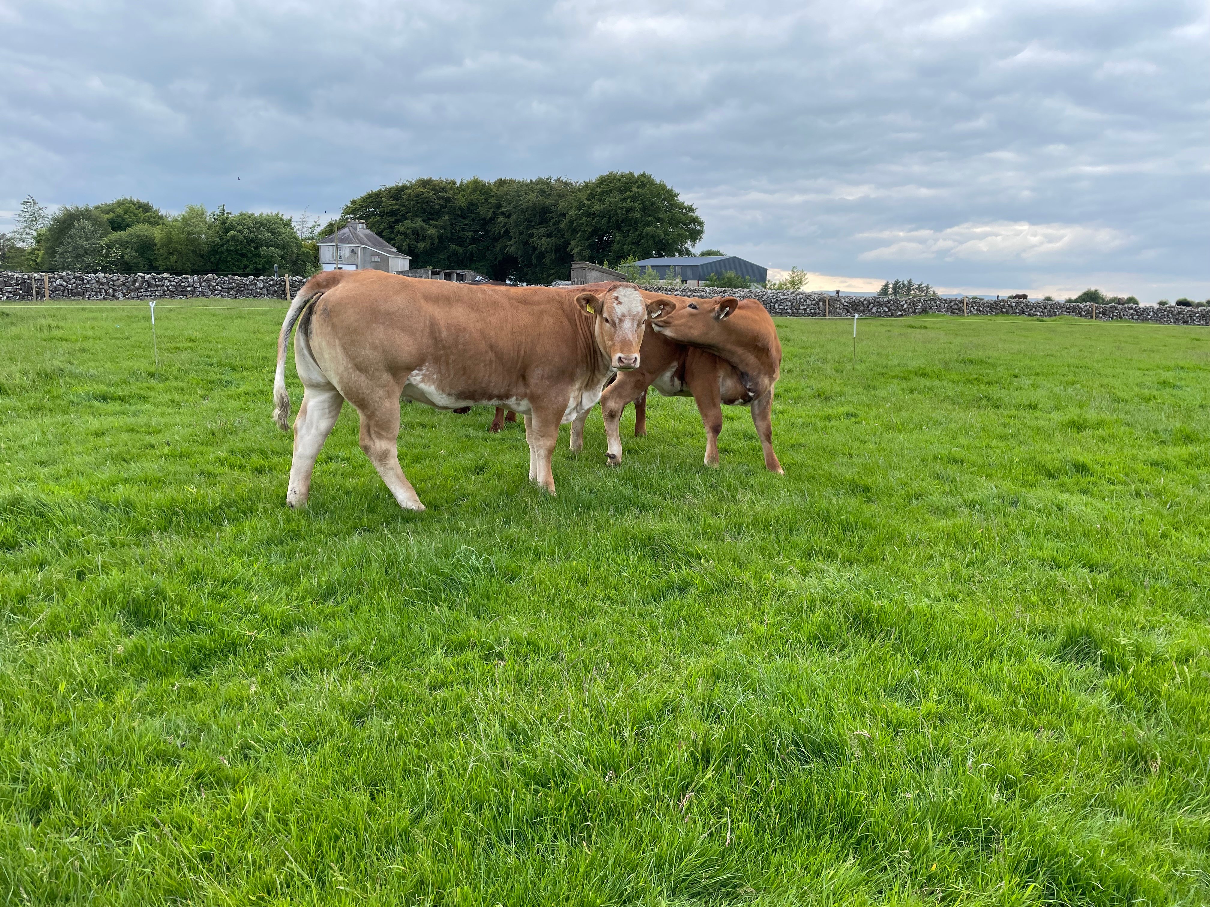 Maiden heifers which Martin won in a raffle recently