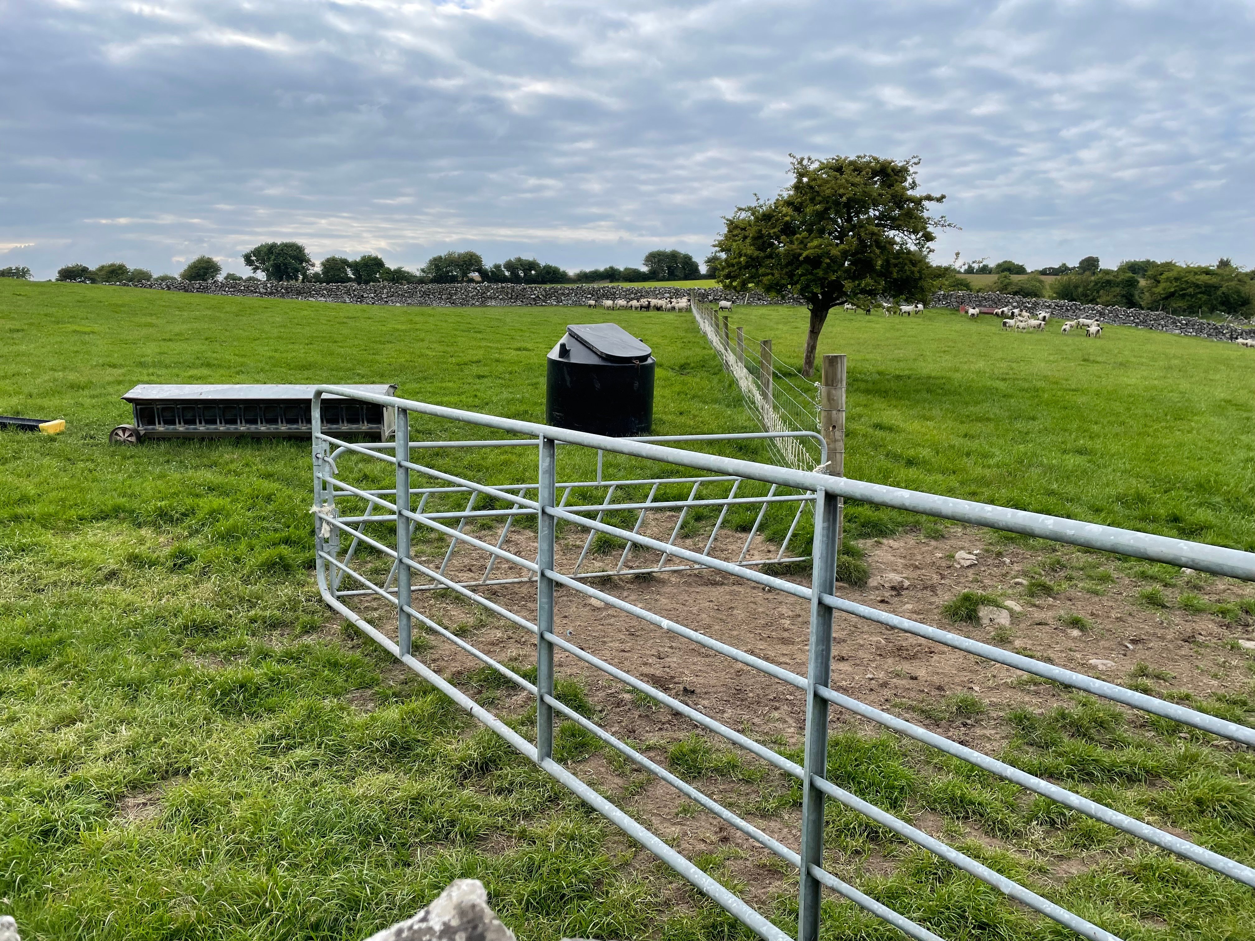 Creep grazing set up used for the sheep flock. Lambs can be fed concentrates in the next paddock