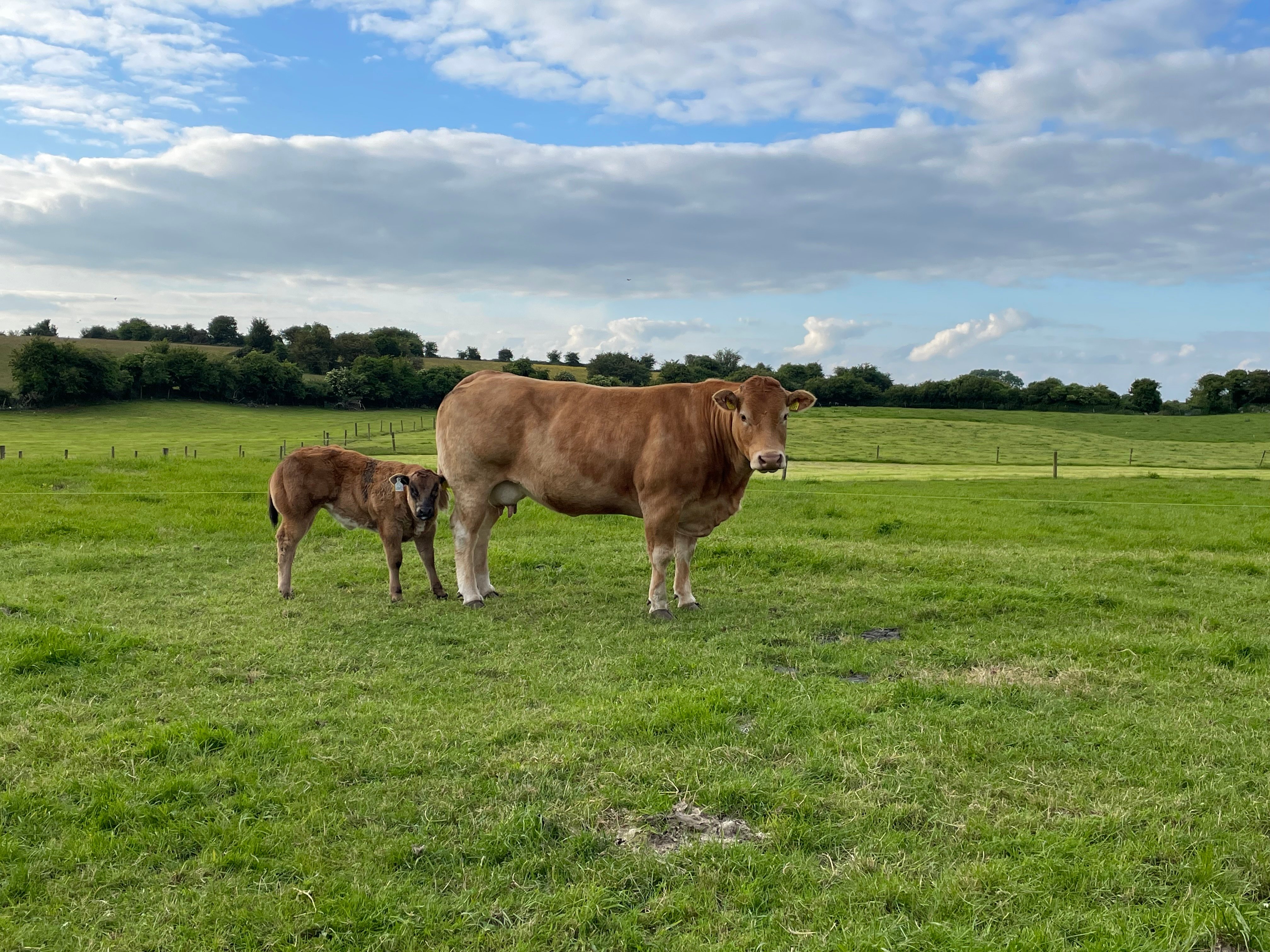 A typical cow-calf pairing on the farm