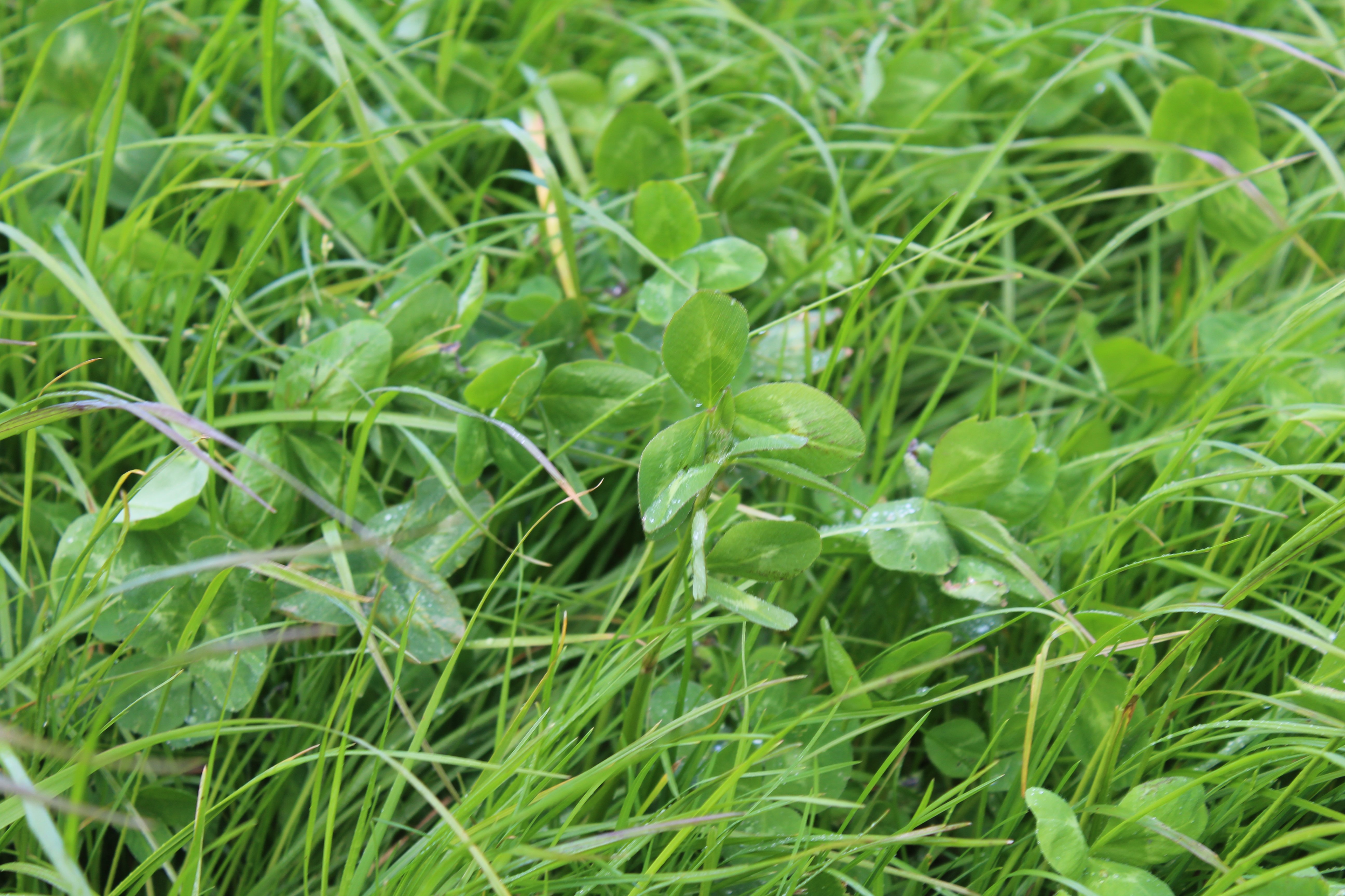 Red clover competing well in a ley established last year by the Clarke family on land close to the village of Augher in Co. Tyrone