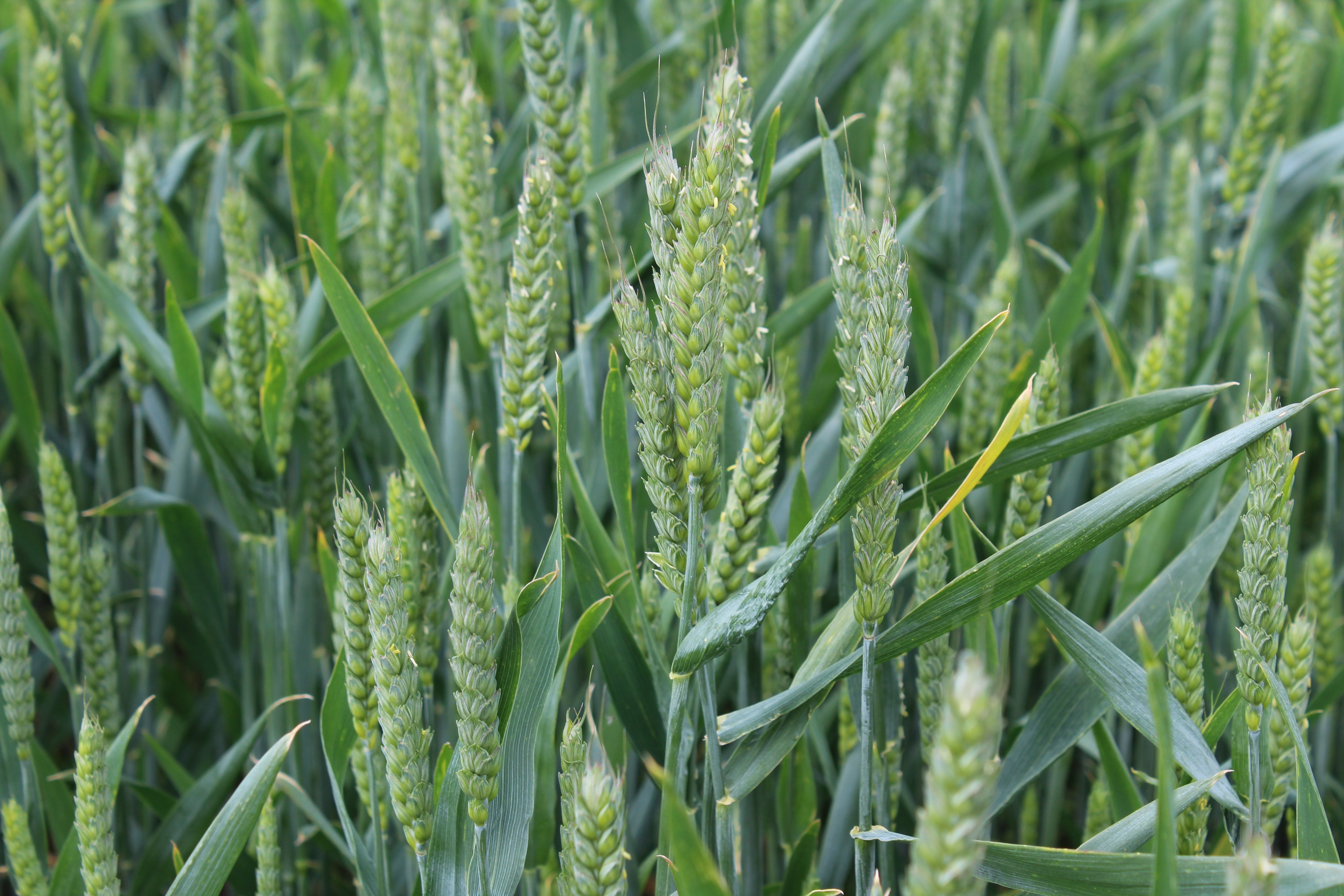 Most winter wheat crops in Northern Ireland are, pretty much disease free at the present time