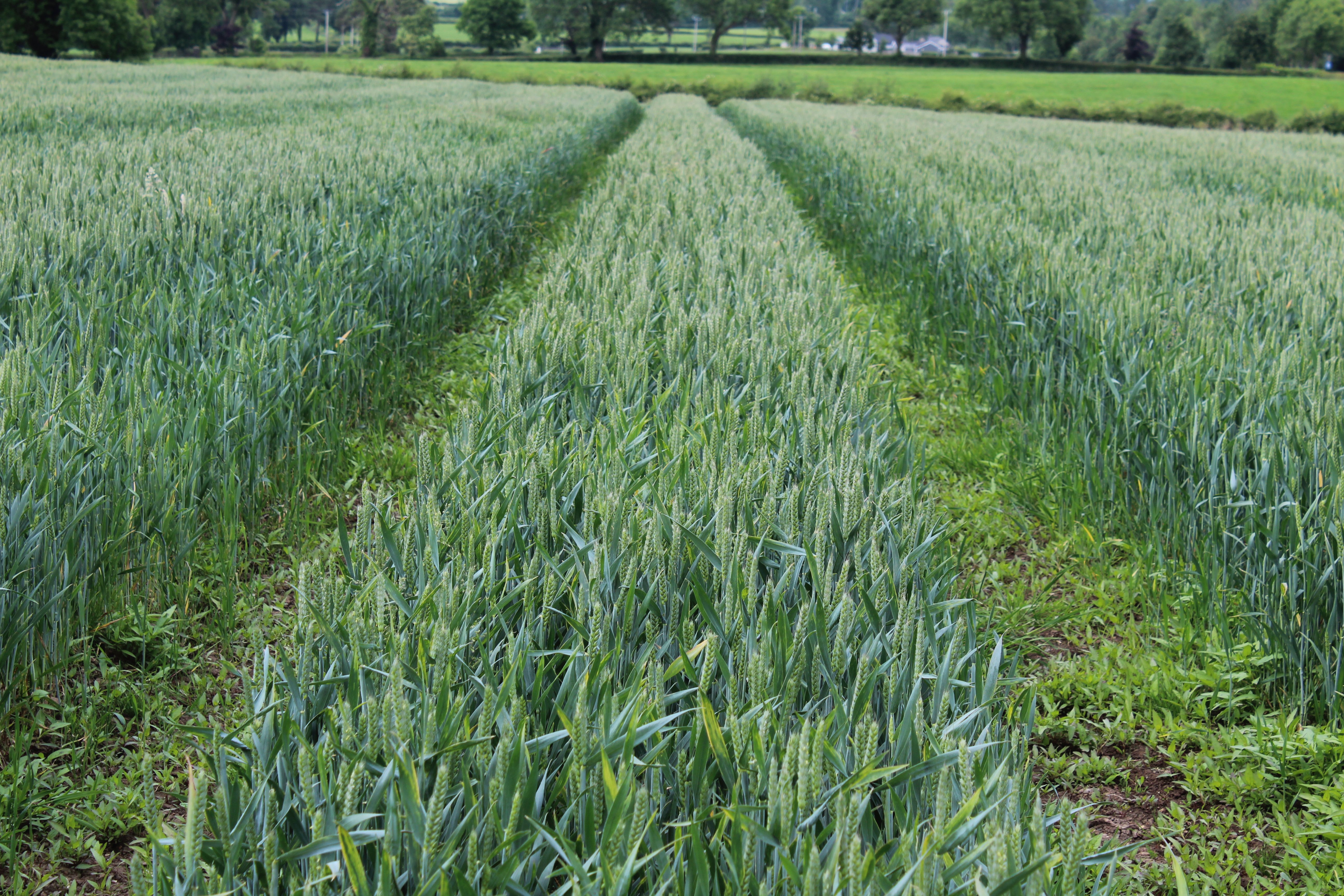 A crop of Graham winter wheat