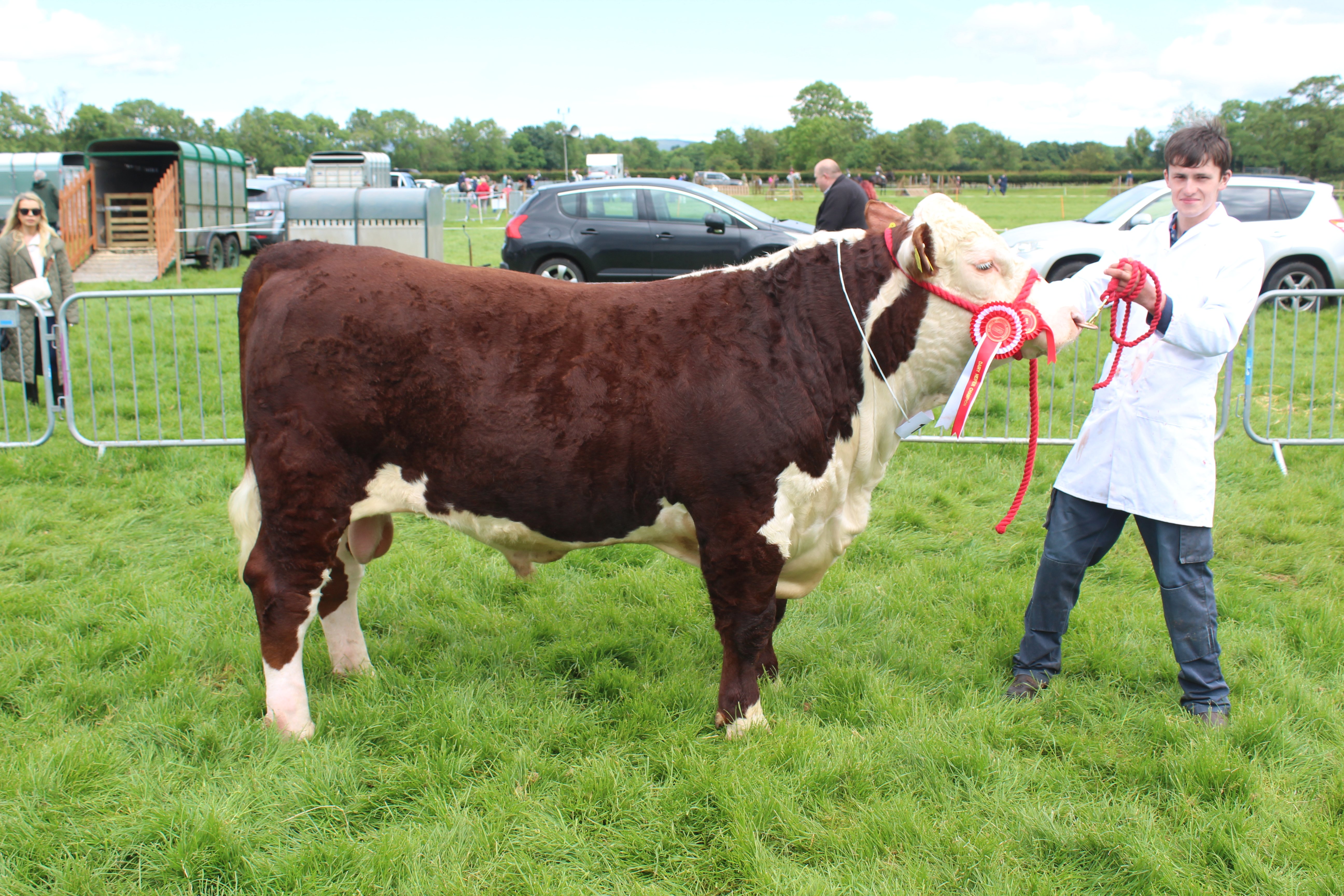 Thoms Nevin, from Coleraine, with the Hereford and Native Breeds champion at Ballymena Show 2024
