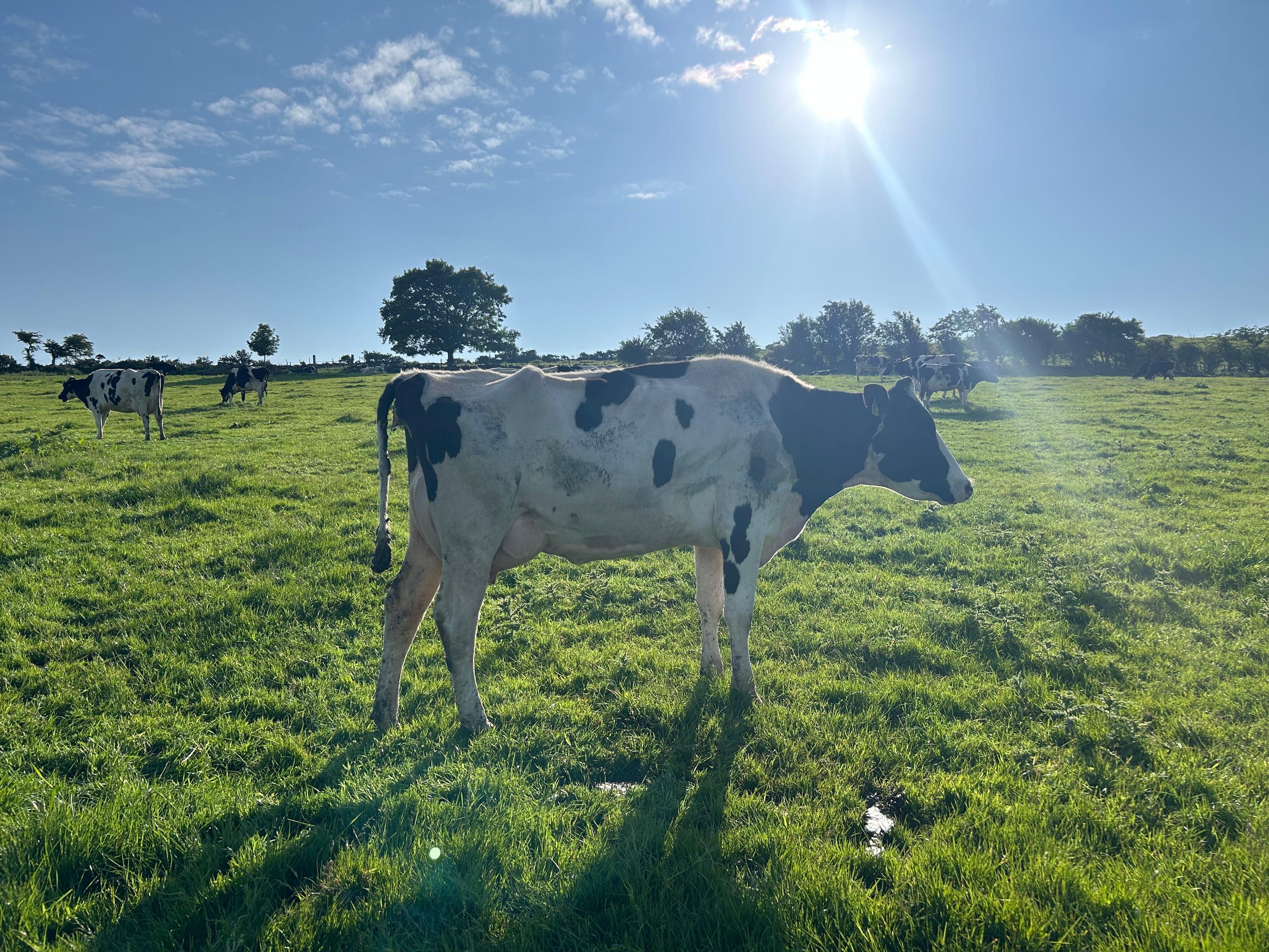 Leisheen Batman-ET Evelyn VG 85.