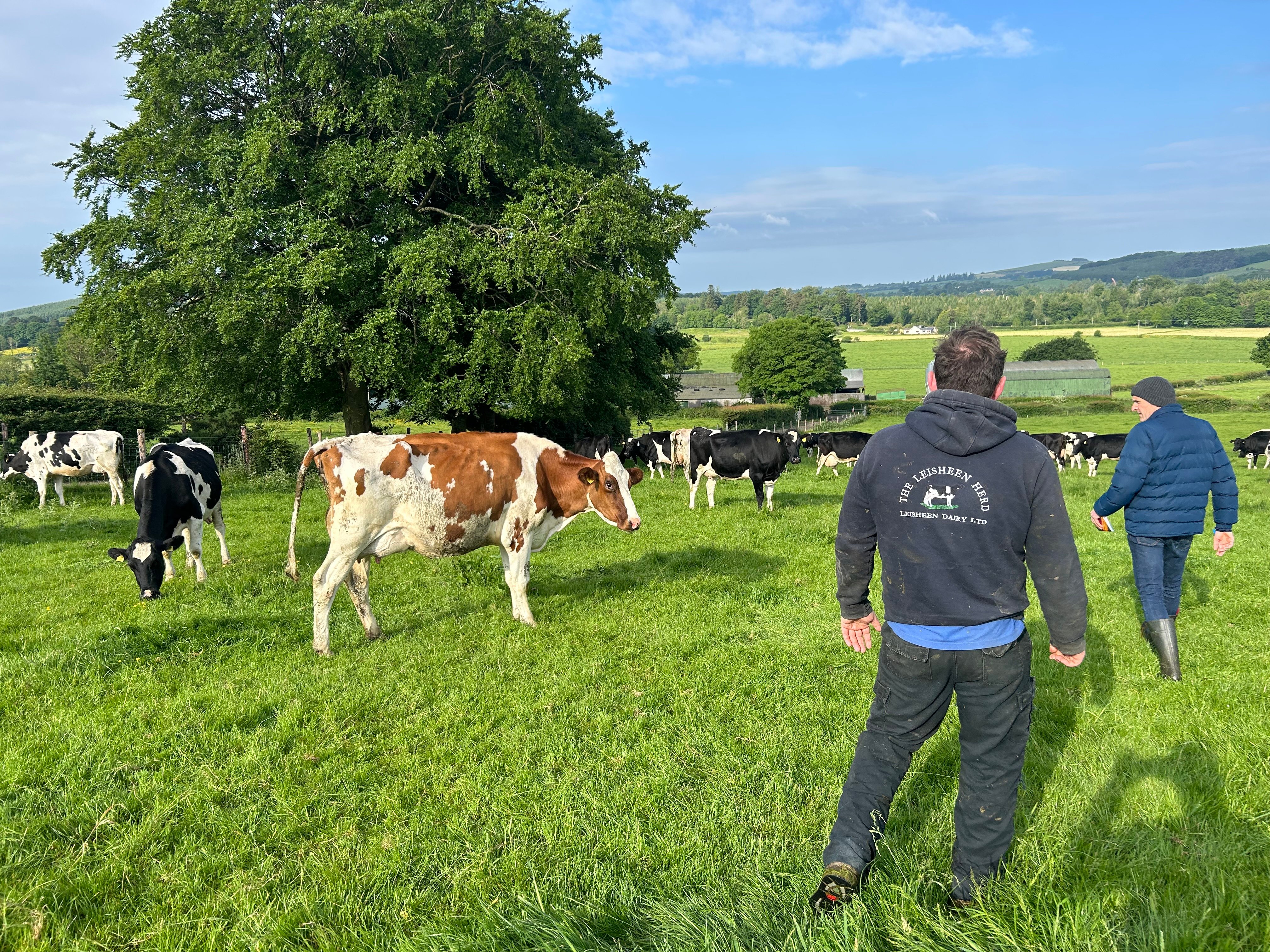 (L-r): George Beattie and Joe Healy assessing Leisheen Bee Red P.