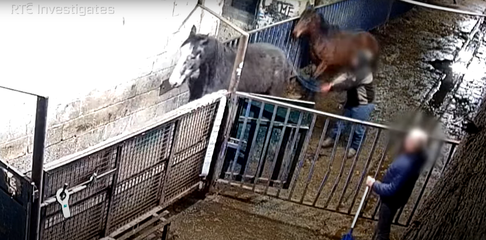 Horse being hit with pipe at the Shannonside Foods Ltd lairage. Image Source: RTÉ Investigates