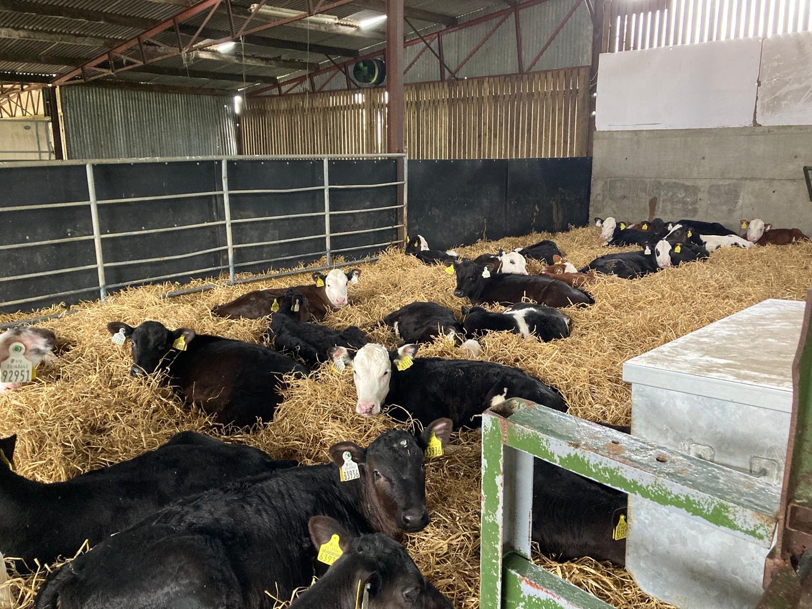 Some of the last calves to be weaned off milk and are still housed