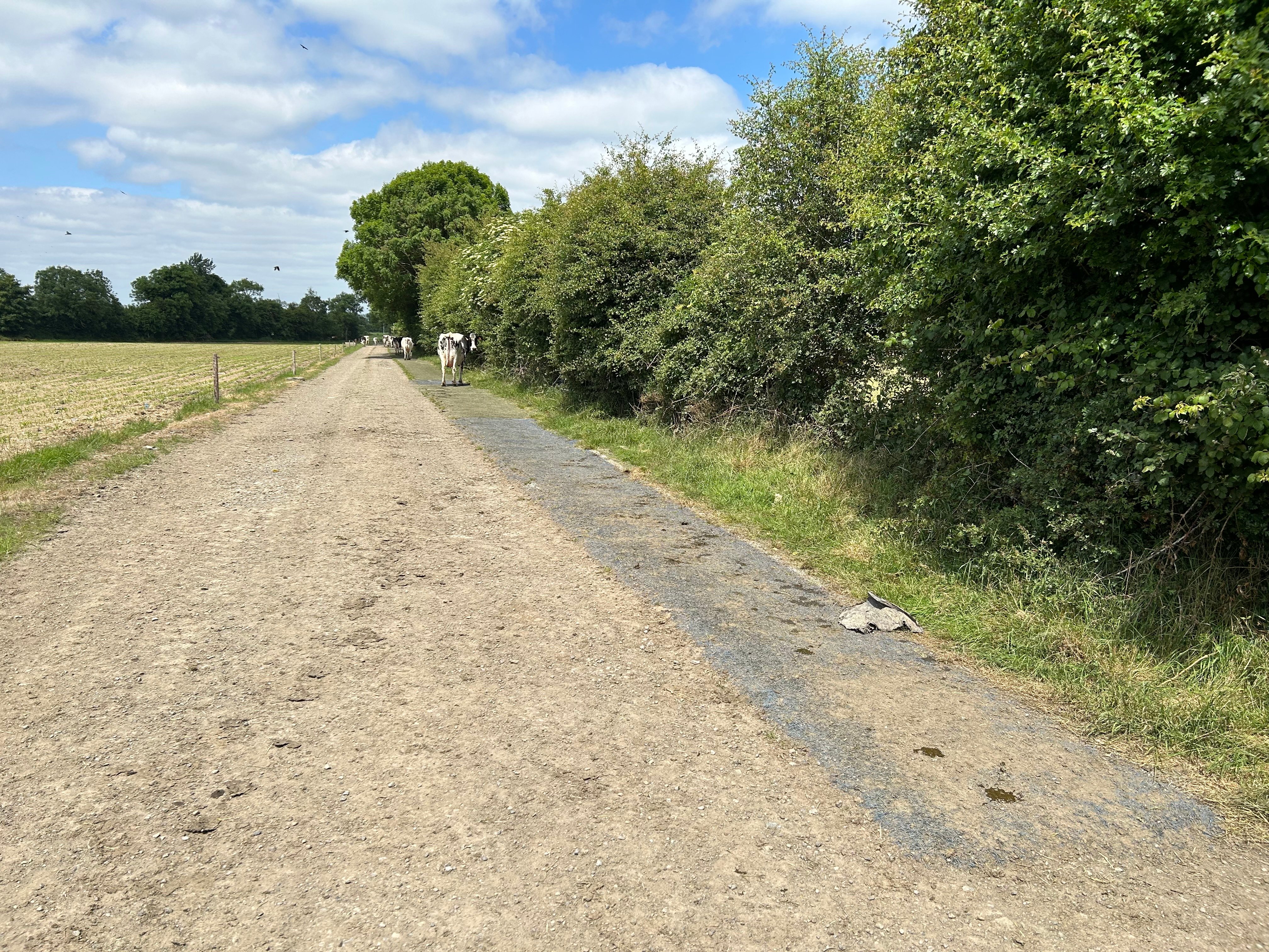 The cows clearly preferring to walk on the astro turf rather than the gravel roadway.