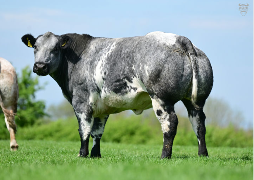 Lot 111 sold for £10,000